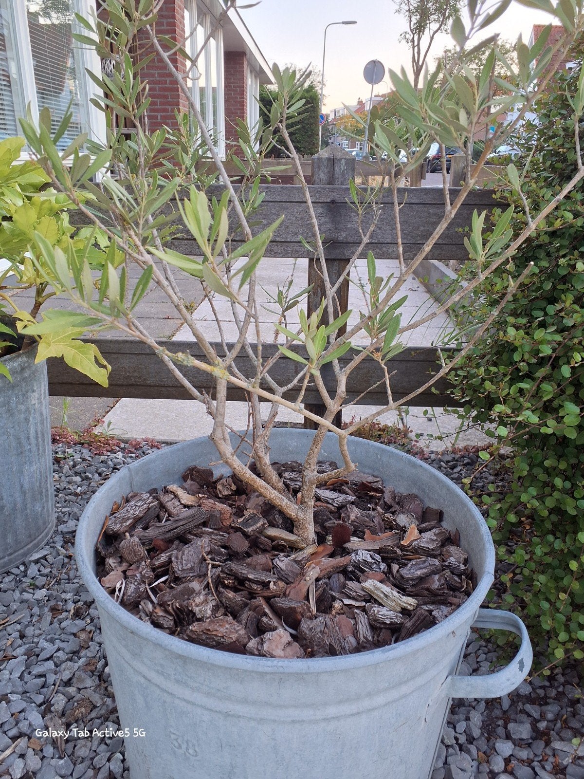 Olijf gratis afhalen, Tuin en Terras, Planten | Bomen, Overige soorten, 100 tot 250 cm, Zomer, Ophalen