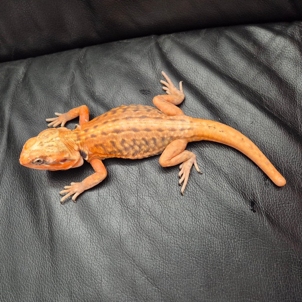 Zeer goed tehuis gezocht voor Silkback baardagaam, Dieren en Toebehoren, Reptielen en Amfibieën, Hagedis, 0 tot 2 jaar