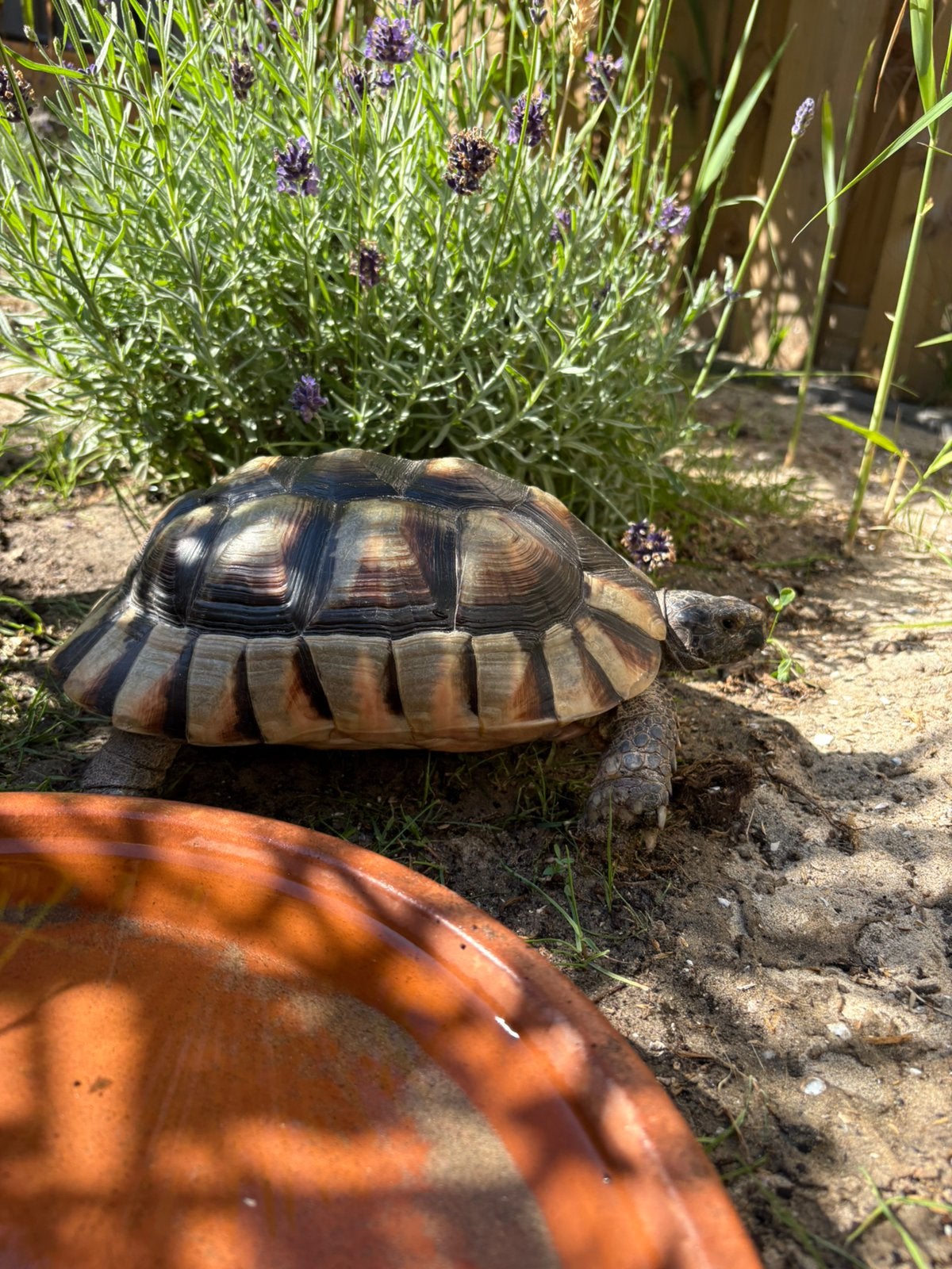 Testudo Marginata vrouw Tortoise photo 3