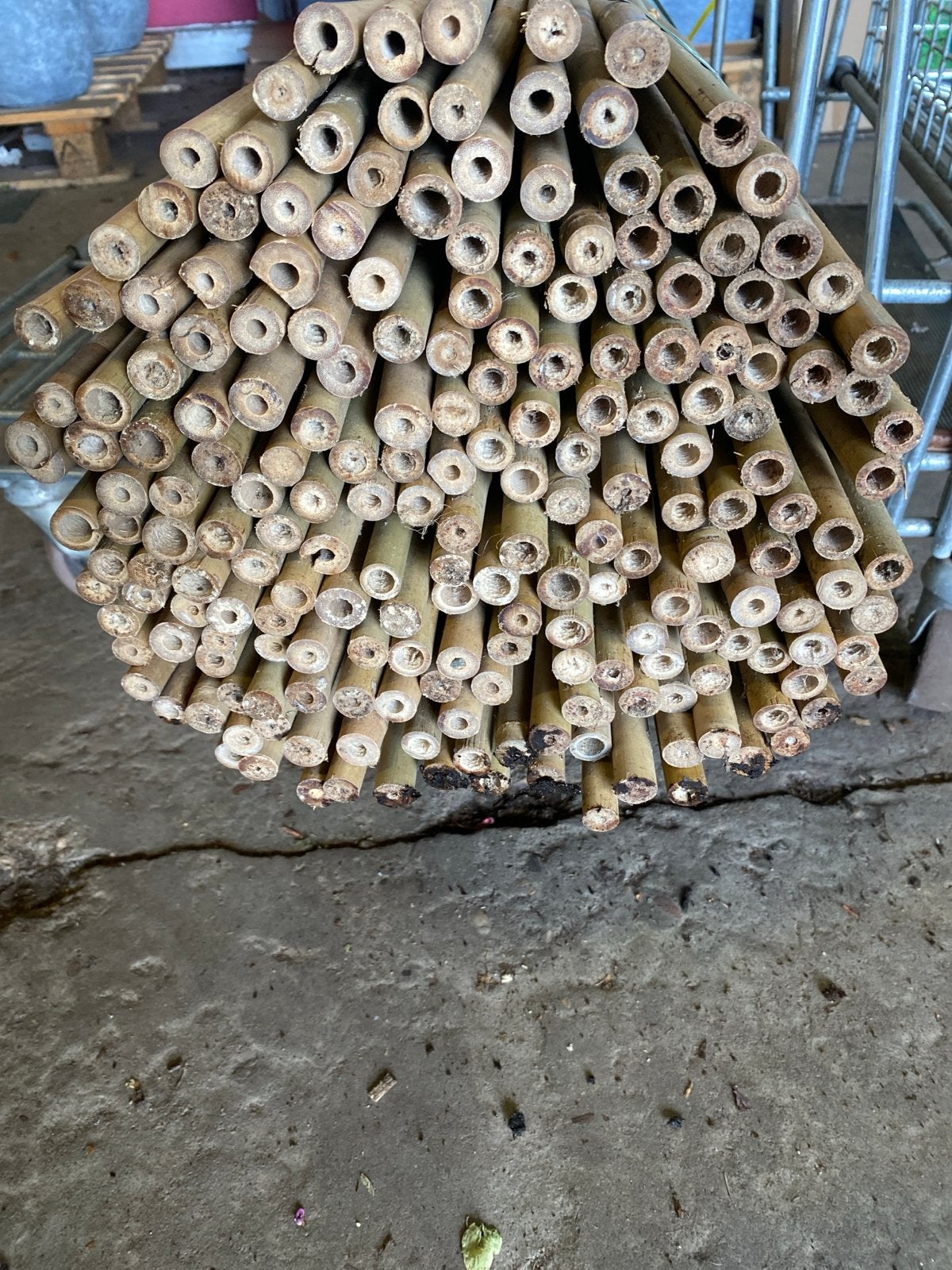 Bamboe stokken 1,20m lang - Ideaal voor tuin en decoratie, Ophalen, Nieuw, Minder dan 180 cm, Overige typen