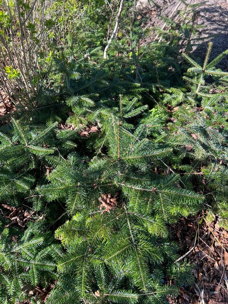 Kerstboom nordman plantgoed, Ophalen of Verzenden, Overige soorten, Volle zon