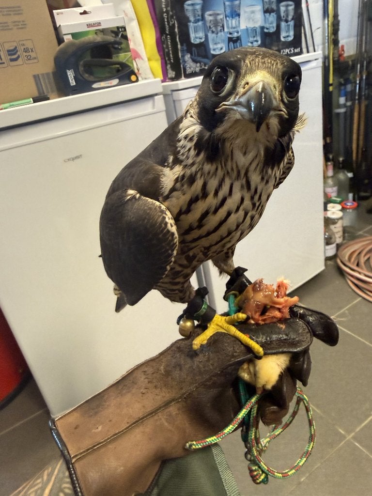 Slechtvalk tarsel 2026, Dieren en Toebehoren, Vogels | Overige Vogels, Mannelijk, Roofvogel, Geringd
