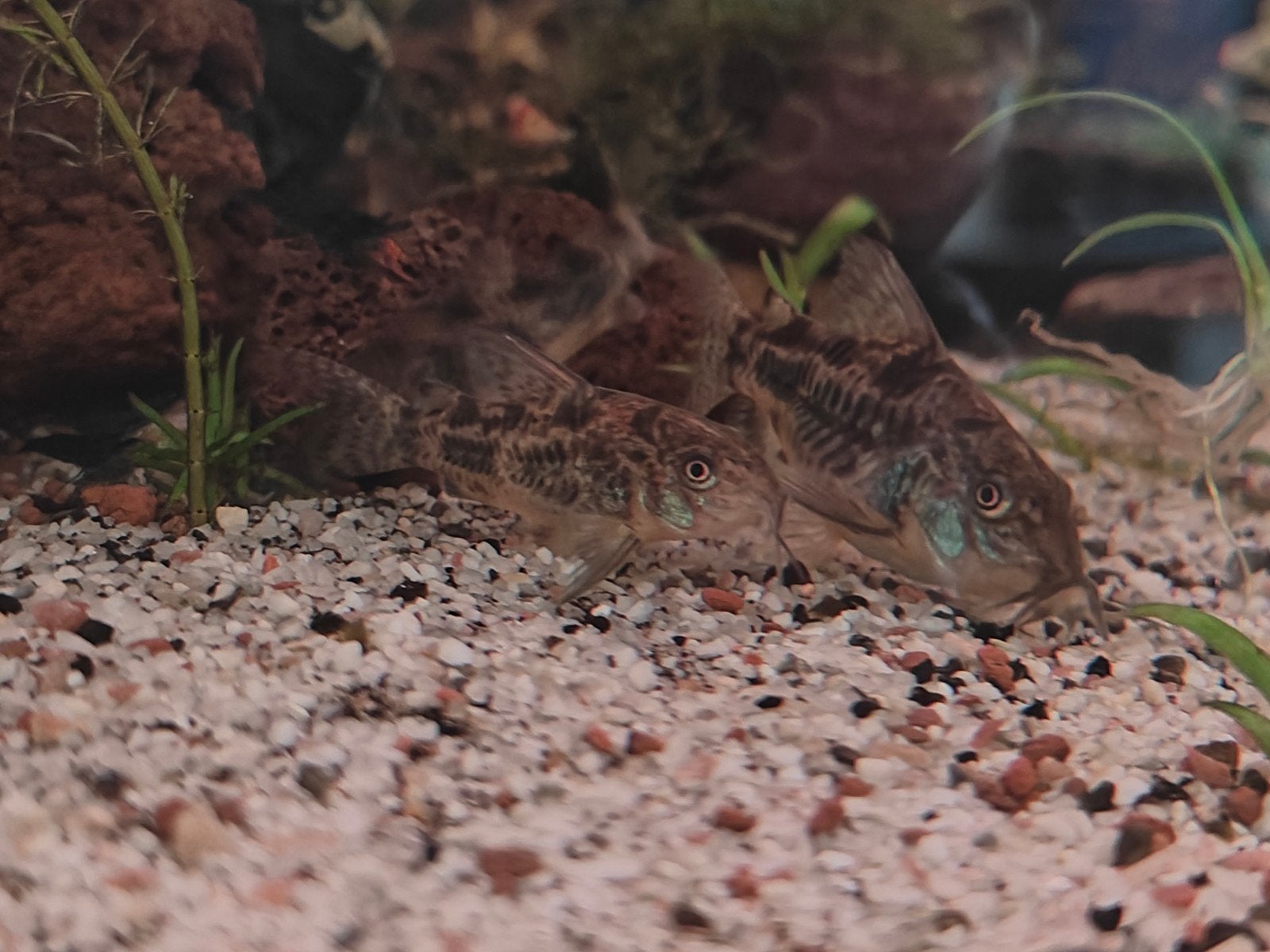6 stuks corydora Hoplisoma paleatum Gevlekte Pantsermeerval, Vis