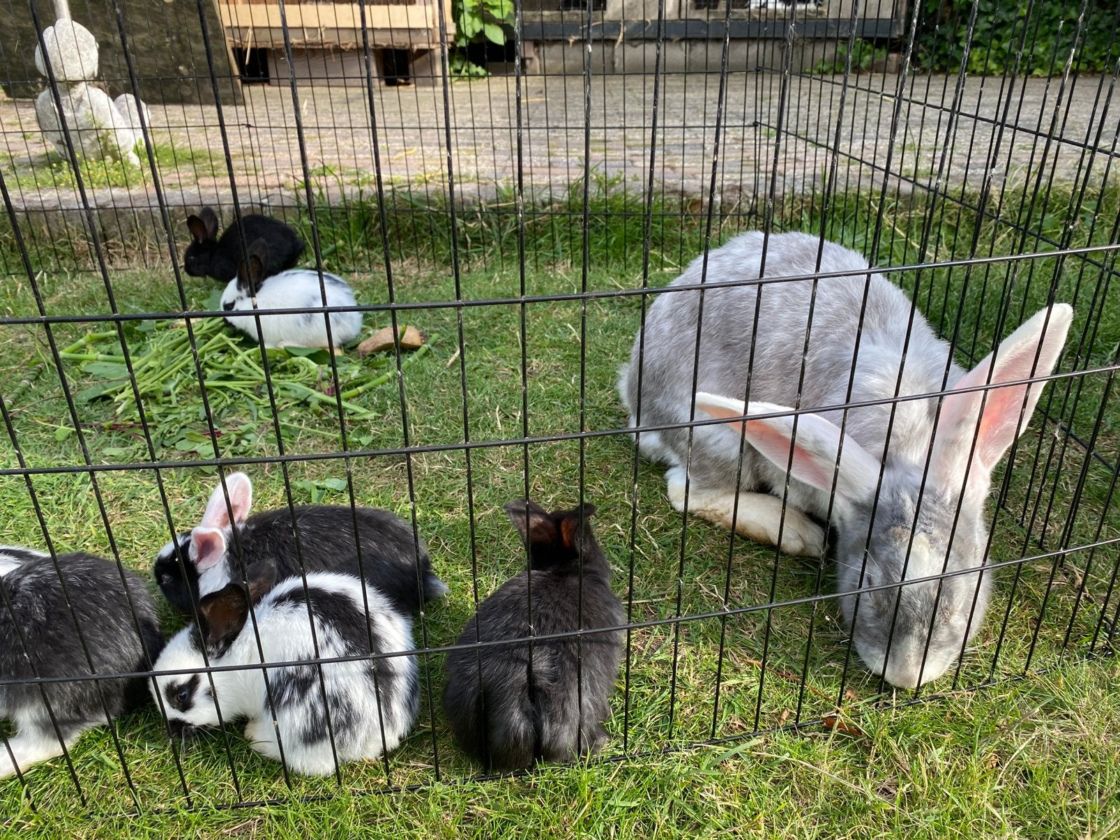 Jonge konijnen. Zeer makkelijk., Dieren en Toebehoren, Meerdere dieren, Middelgroot, 0 tot 2 jaar