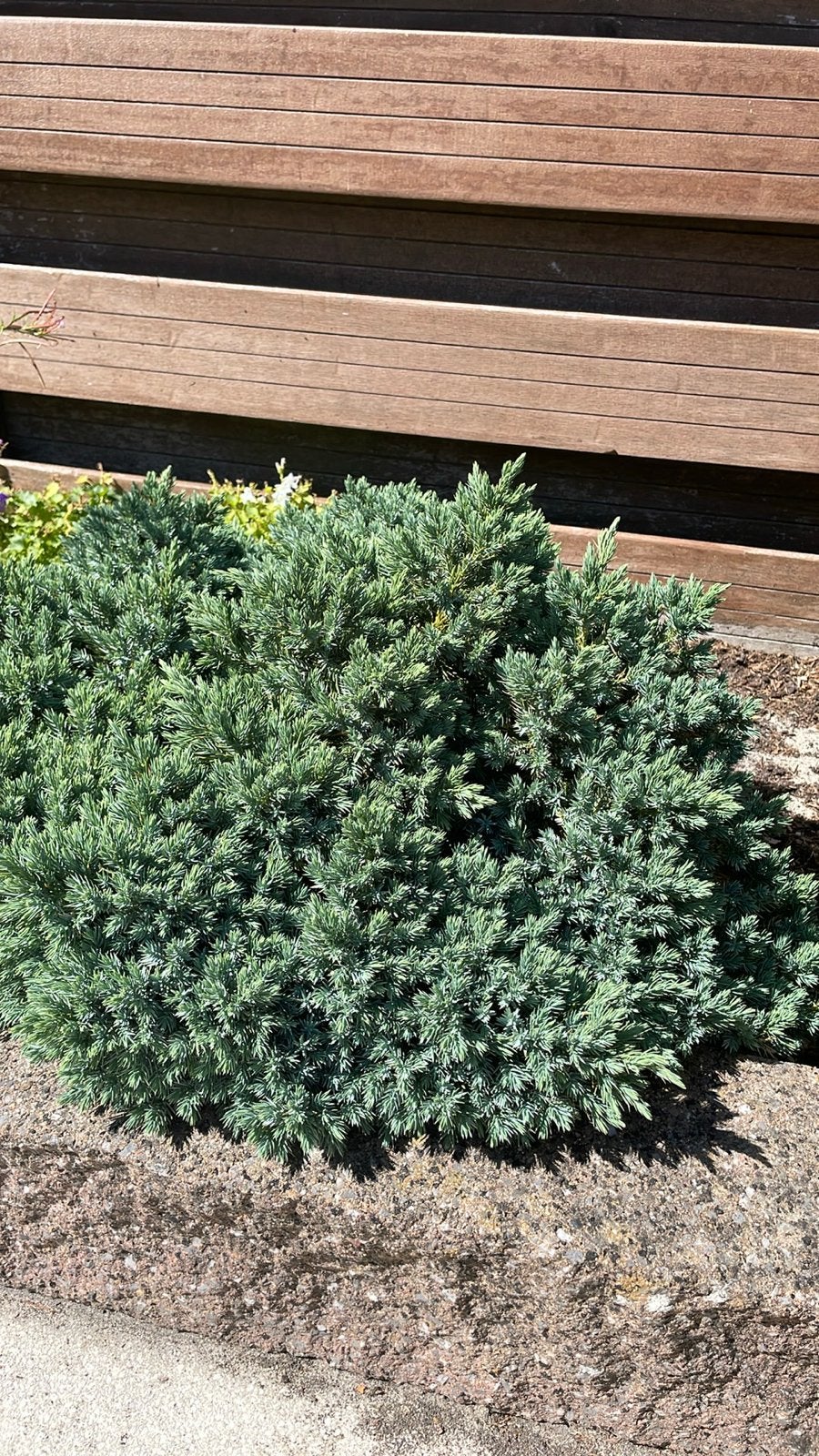 Juniperus - Dwergconifeer voor tuin en pot, Overige soorten, Volle zon, Vaste plant, Ophalen of Verzenden
