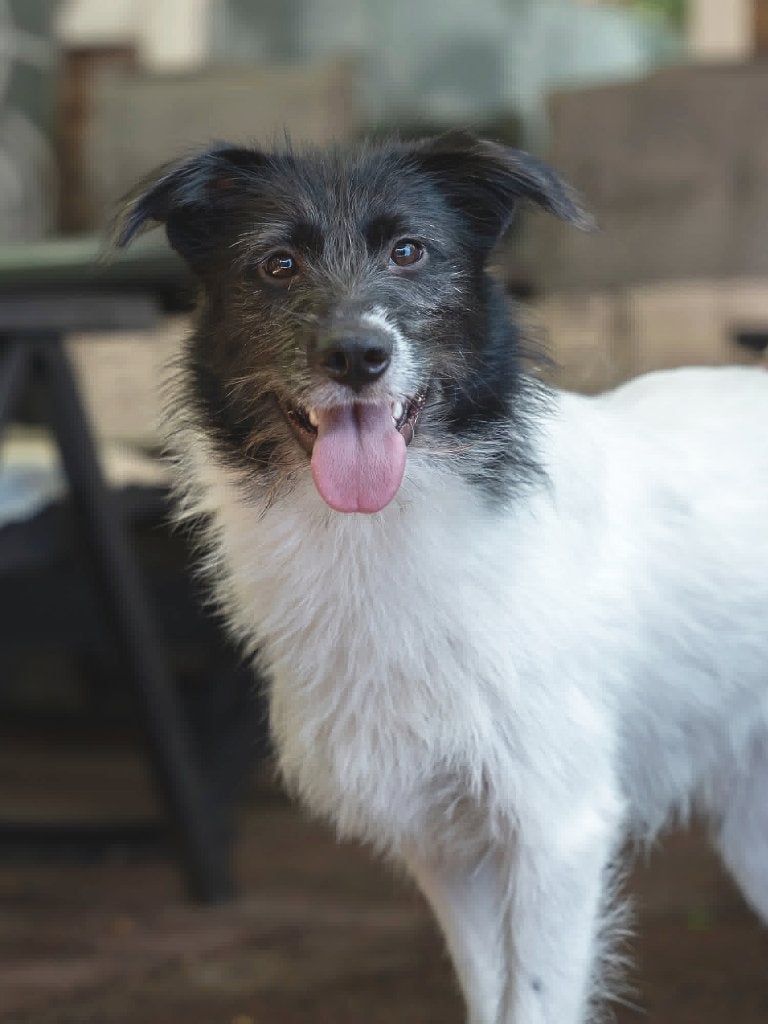 VIDA, ZACHTAARDIG, JONG, TEEFJE, KLEIN MIDDELMAATJE, 15 weken tot 1 jaar, Teef, Parvo, Eén hond