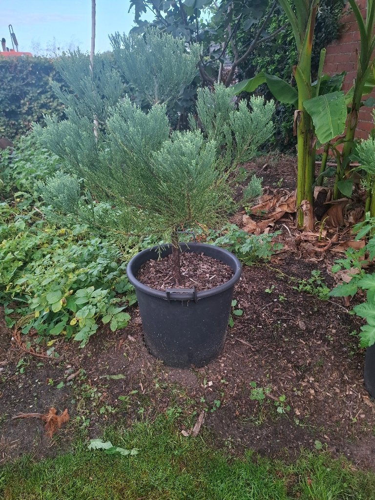 sequoiadendron mammoetboom, Tuin en Terras, Bloeit niet, Overige soorten, Minder dan 100 cm, Ophalen