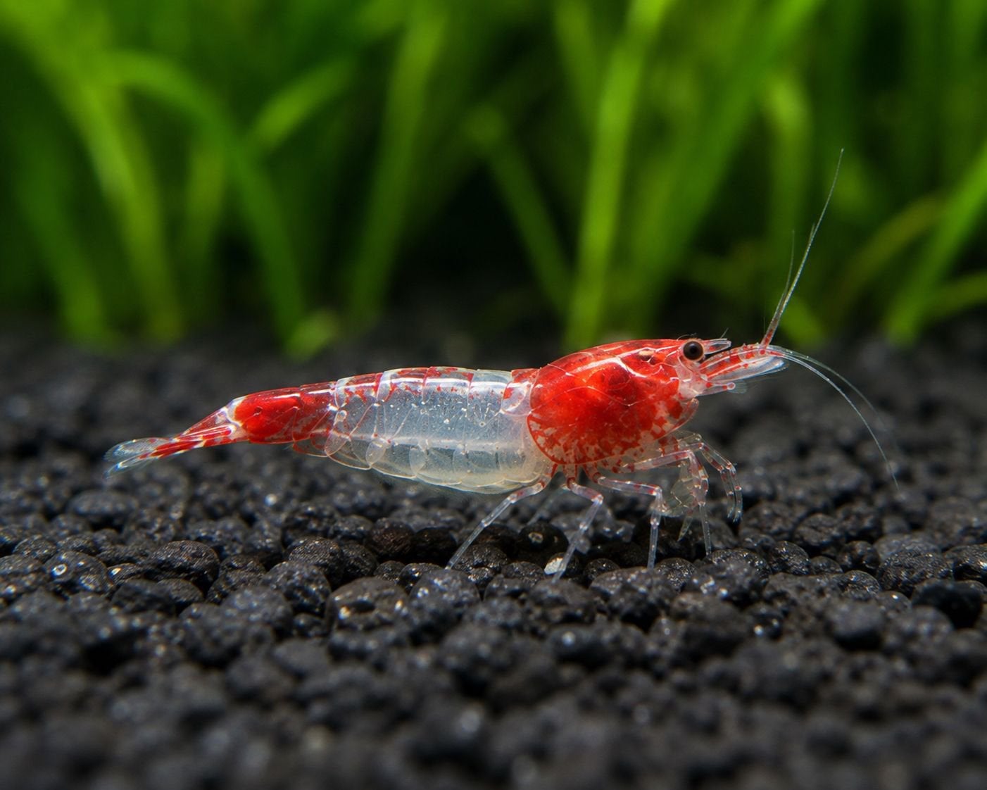 Red Rili garnalen/kreeftjes – 10 stuks voor €15, Dieren en Toebehoren, Kreeft, Krab of Garnaal