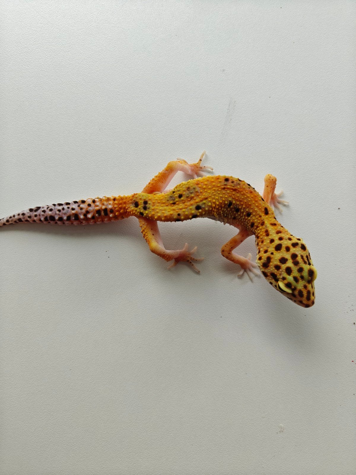 Oranje luipaardgekko vrouw te koop Leopard Gecko photo 4