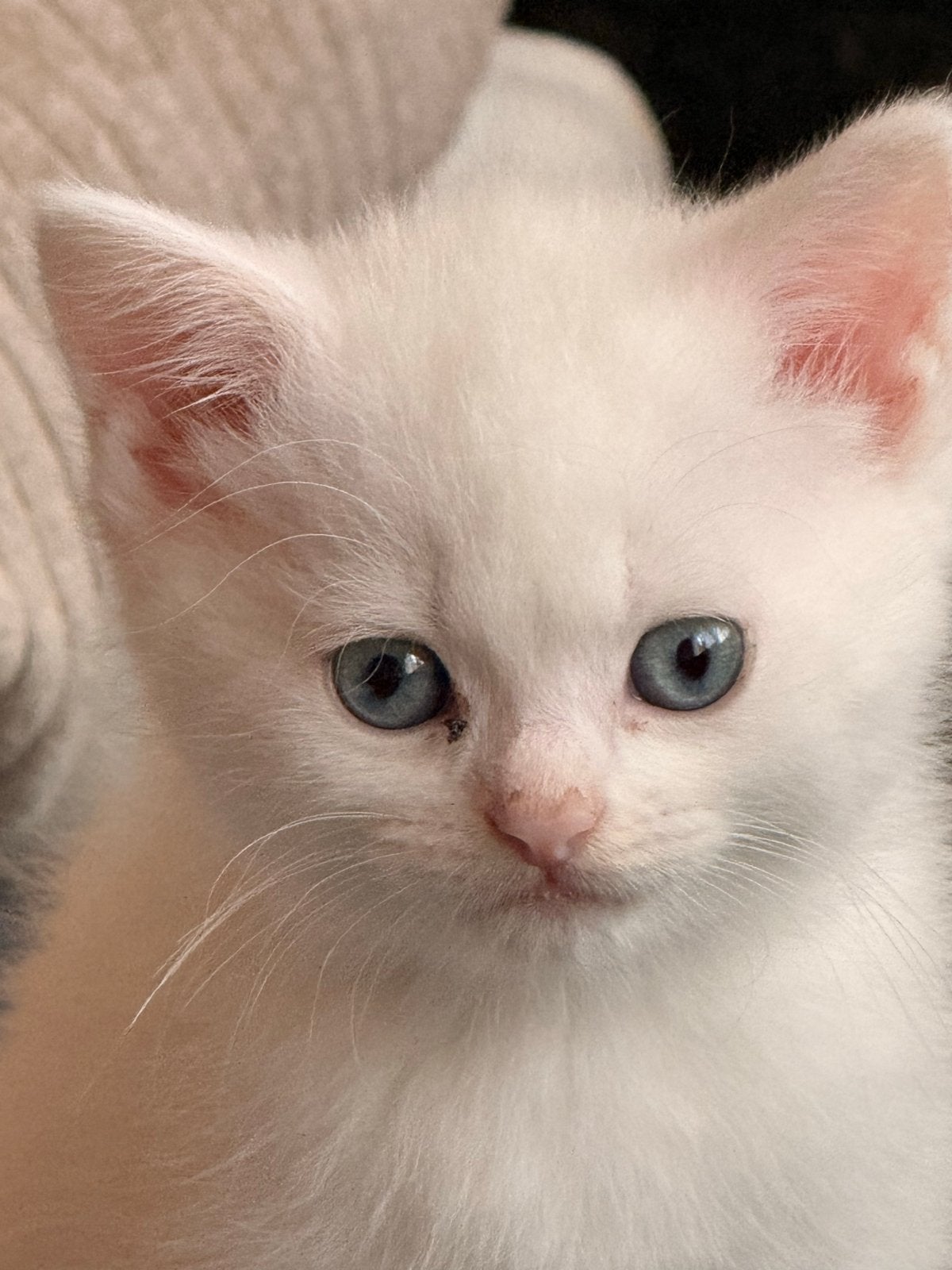 Mooi kittens met blauwe oogjes kruising pers brits en pers, Meerdere dieren