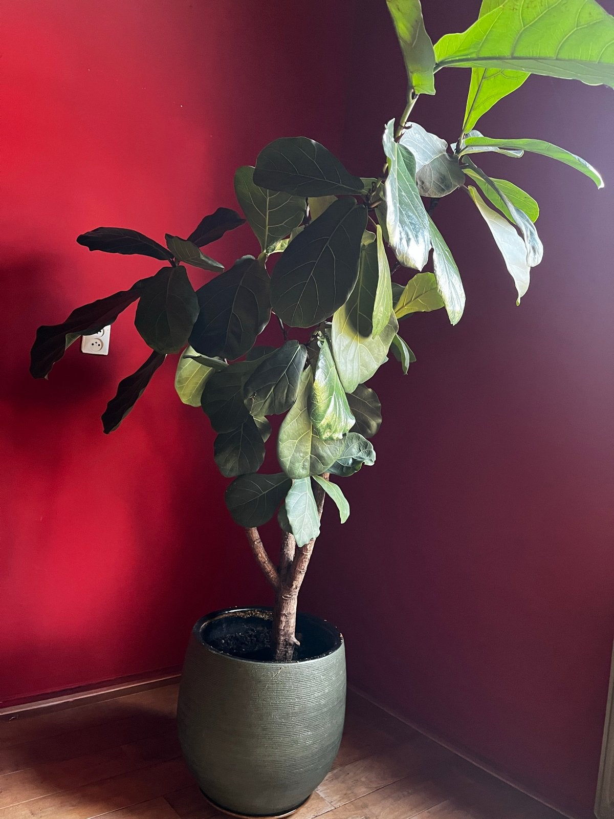Grote Ficus Lyrata van 1.80m in aardewerken pot, Ficus, Ophalen of Verzenden, In pot, 150 tot 200 cm