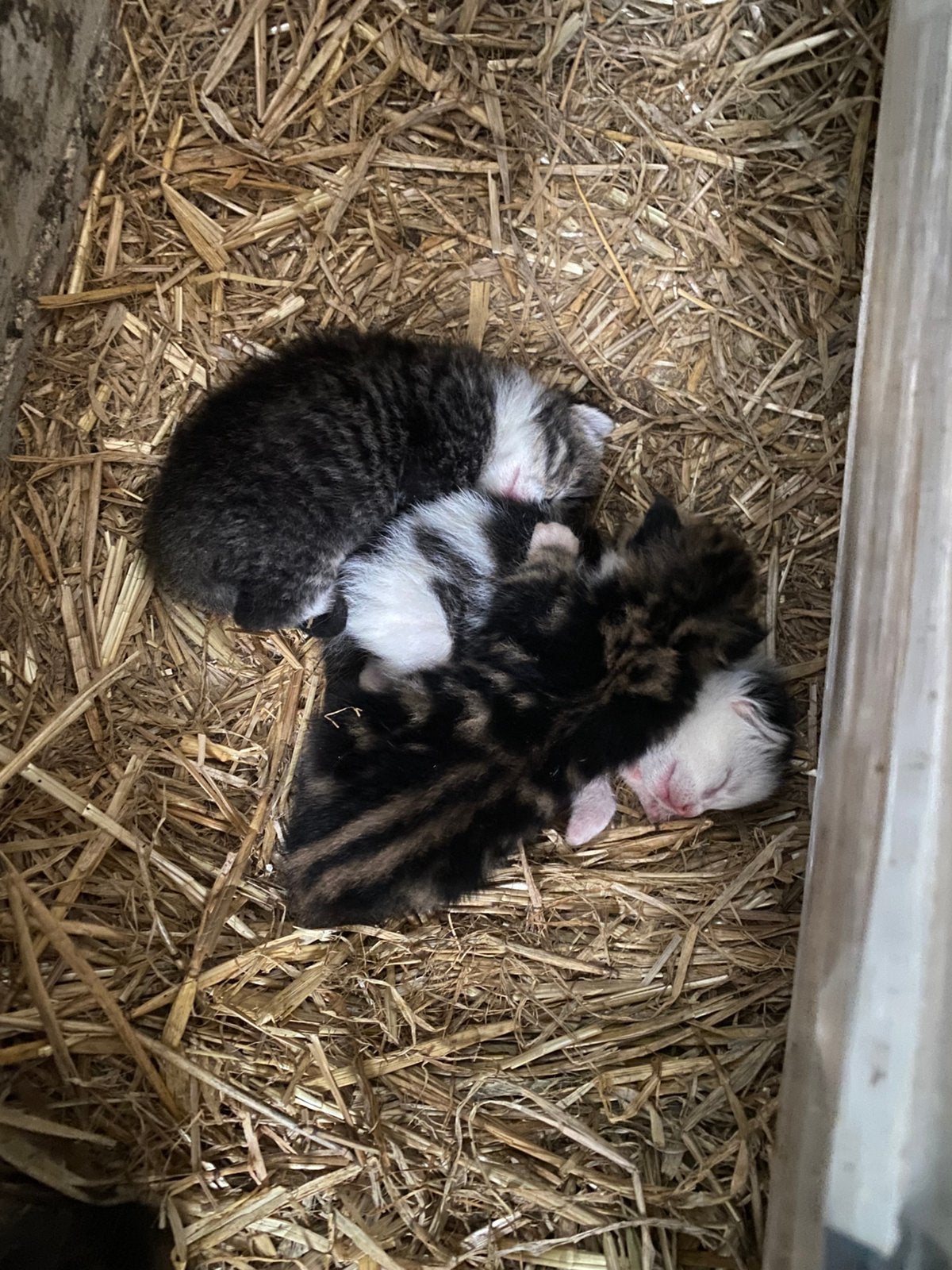 Kittens, Meerdere dieren, 0 tot 2 jaar