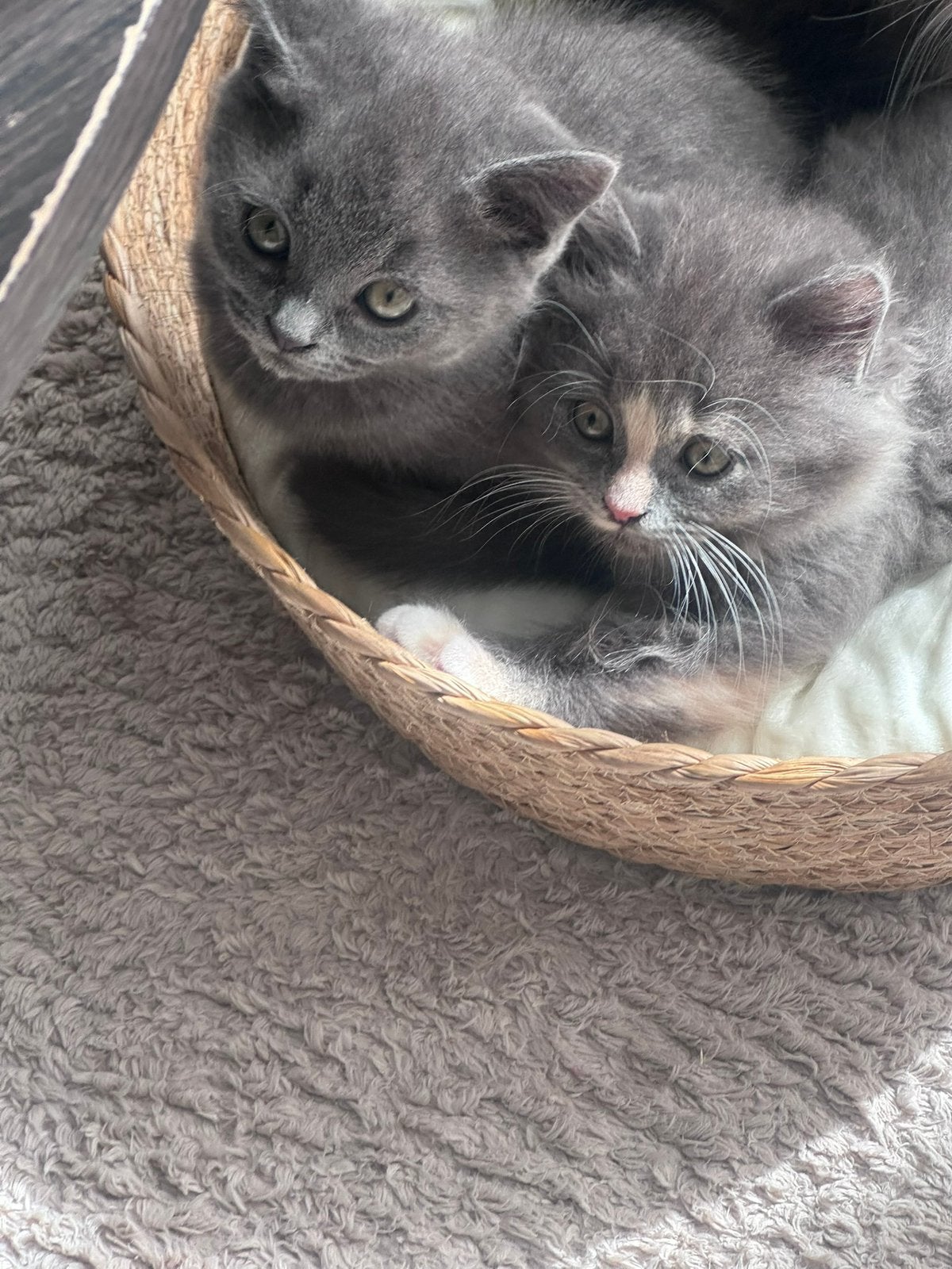 Britse kort/langhaar mix, Dieren en Toebehoren, Geslacht onbekend, 0 tot 2 jaar