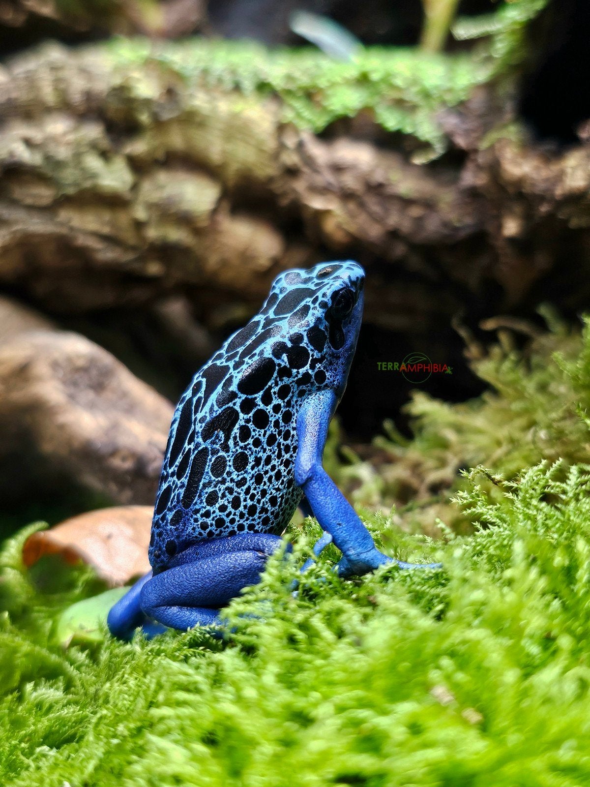 Dendrobates veel verschillende soorten in onze showroom! Frog - unknown for sale from Terra-amphibia