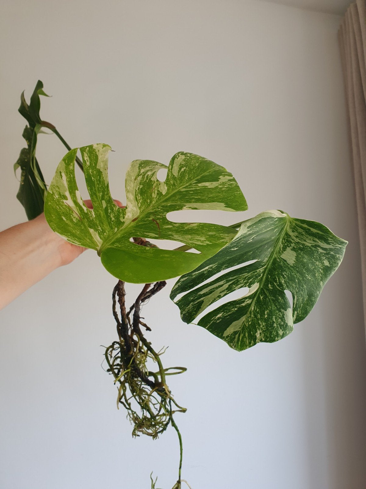 Monstera variegata stek, Ophalen, Minder dan 100 cm