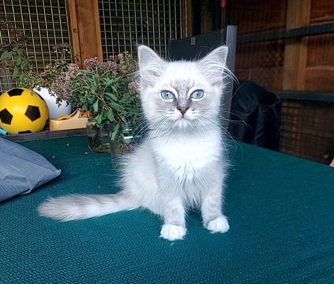 Ragdoll kittens katertje, Kater, Ingeënt