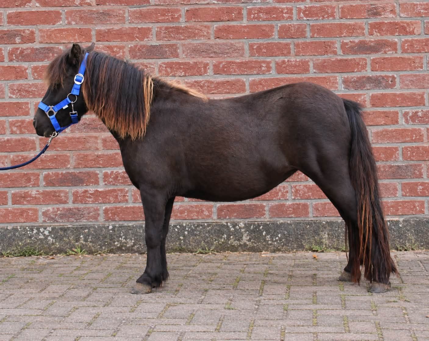 te koop prachtige grote maat zwarte shetlander merrie, Merrie