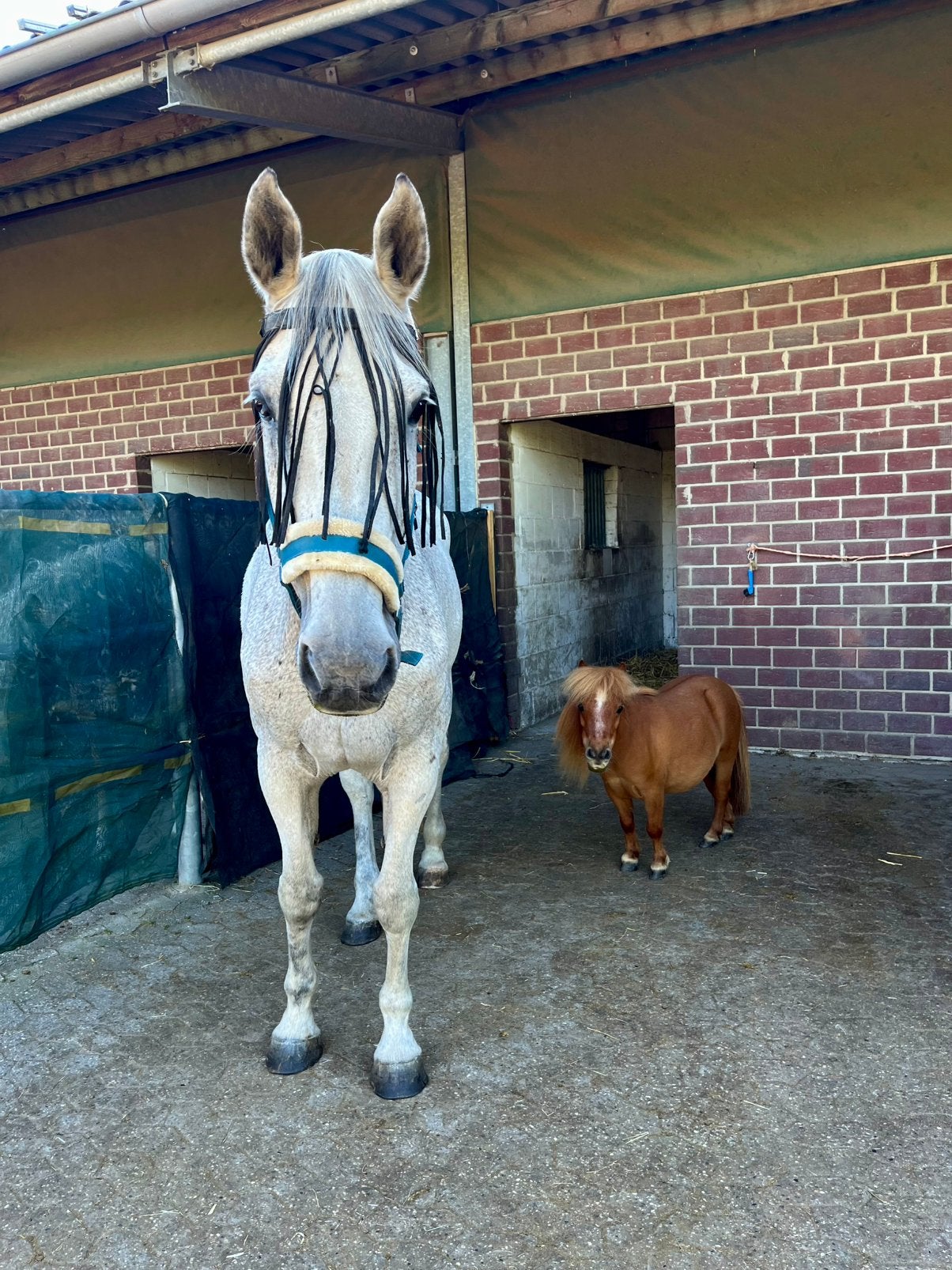 Verzorgster gezocht, Dieren en Toebehoren, Paarden en Pony's | Overige Paardenspullen, Ophalen of Verzenden, Zo goed als nieuw