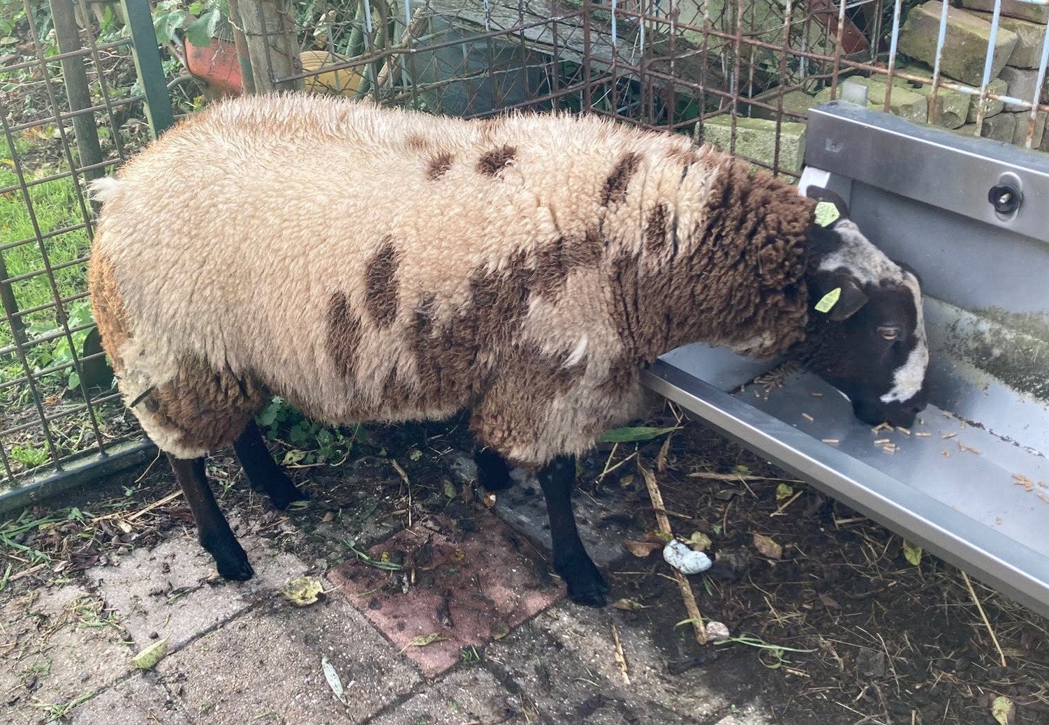 mooie bonte dekram, Dieren en Toebehoren, Mannelijk, Schaap