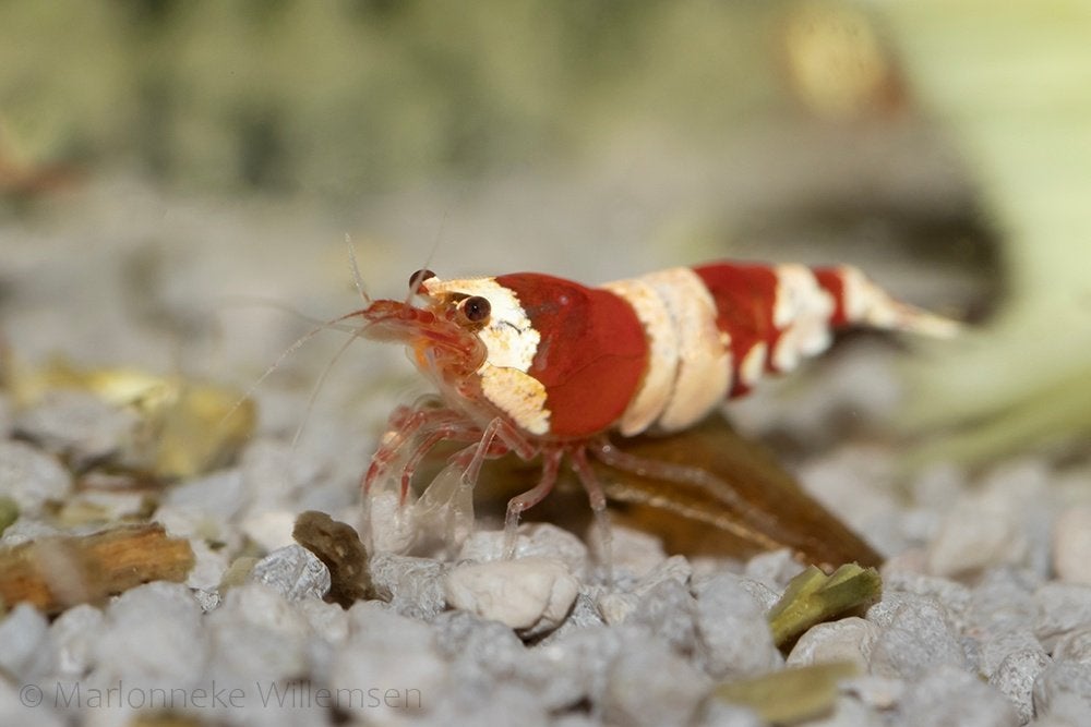 Crystal red garnalen op kraanwater en normale bodem, Dieren en Toebehoren, Kreeft, Krab of Garnaal, Zoetwatervis