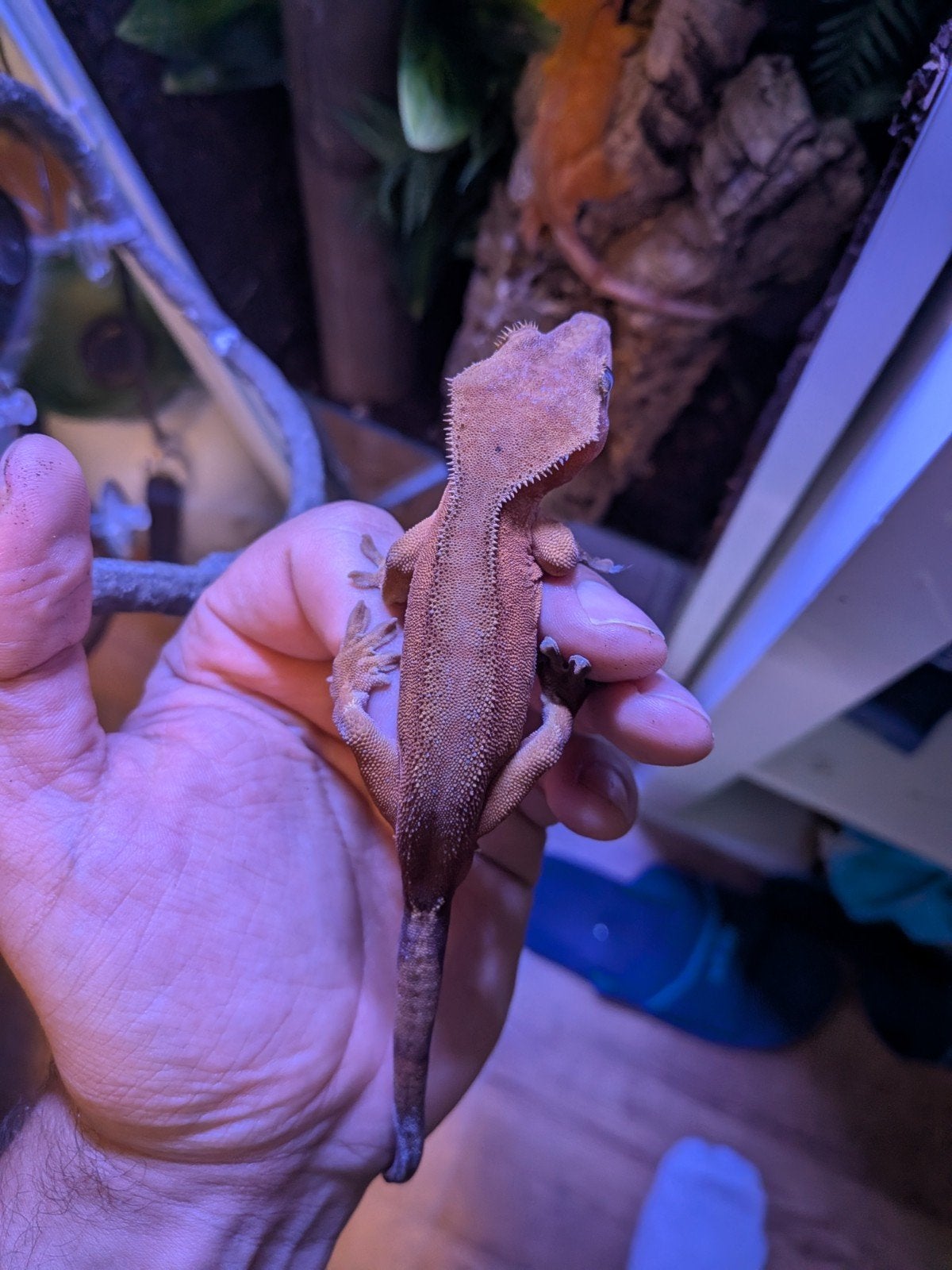 wimper gekko man 1 jaar oud, Hagedis, 0 tot 2 jaar