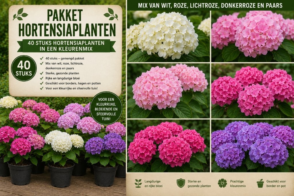 Pakket Hortensiamix  25 Boerenhortensia  5 Kleuren, Ophalen of Verzenden, Hortensia, Haag, Minder dan 100 cm