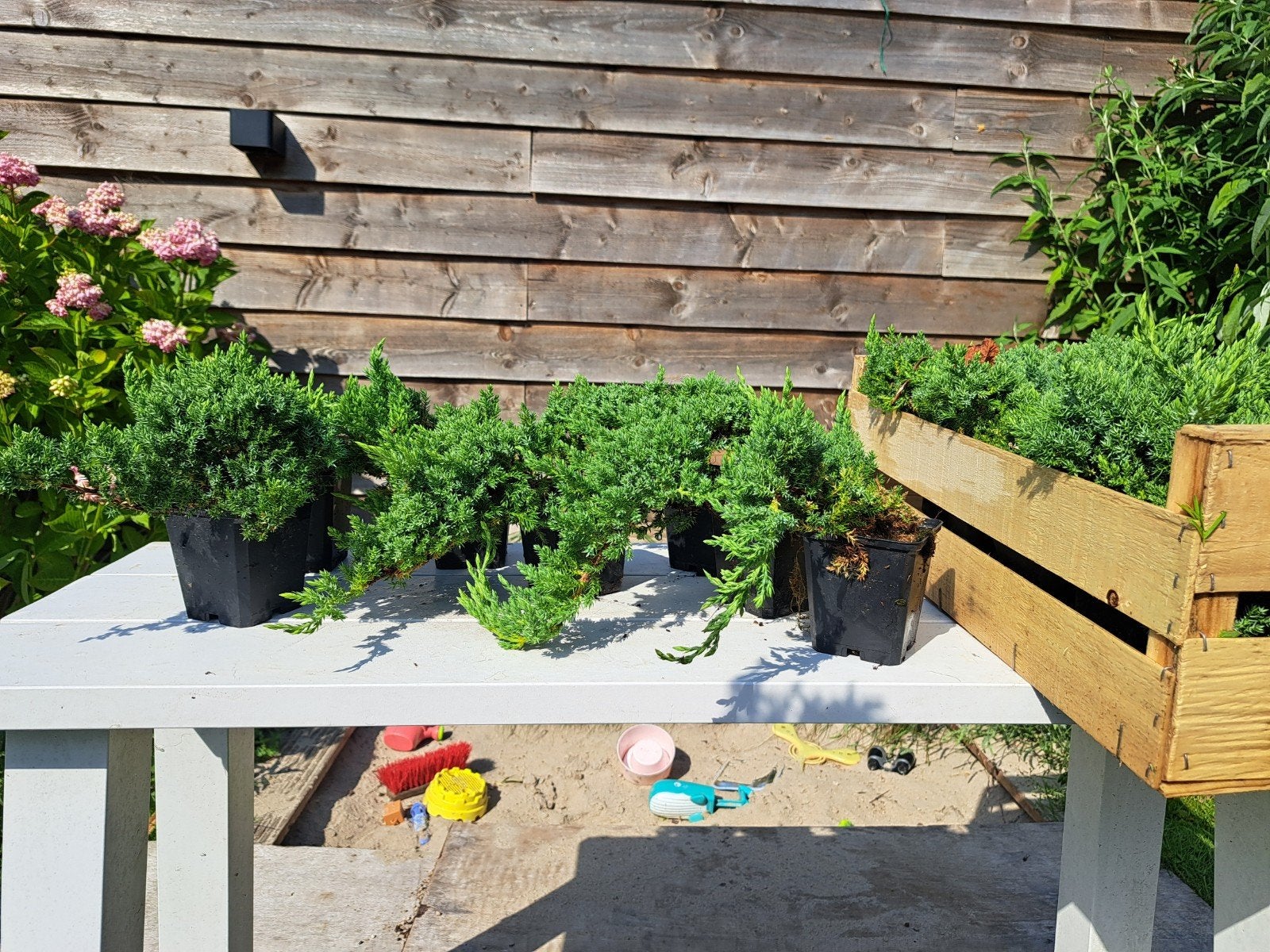 Diverse Juniperus Sonare - startmateriaal bonsai, Ophalen of Verzenden, Overige soorten, Volle zon