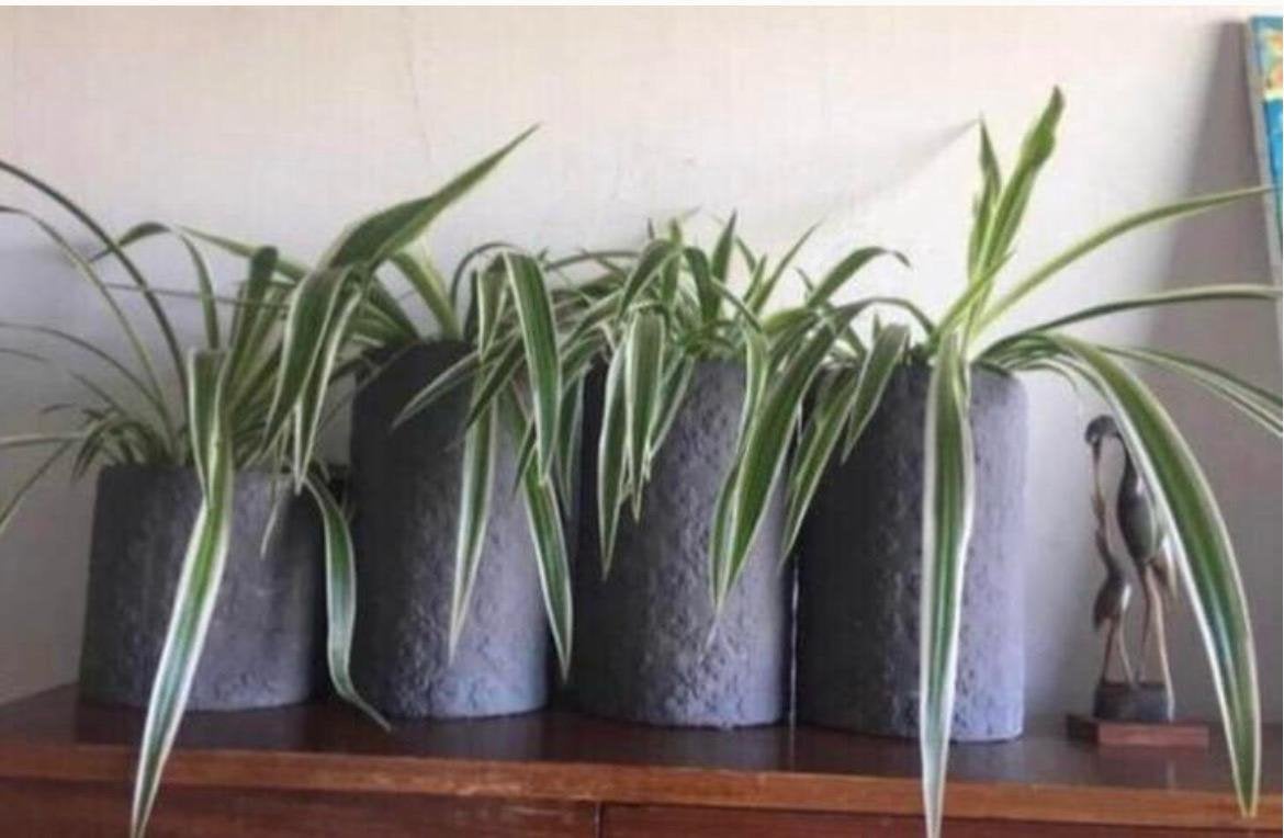 biologische Graslelie planten/stekjes de vintage bloempotten, Overige soorten, In pot, Minder dan 100 cm, Bloeiende kamerplant