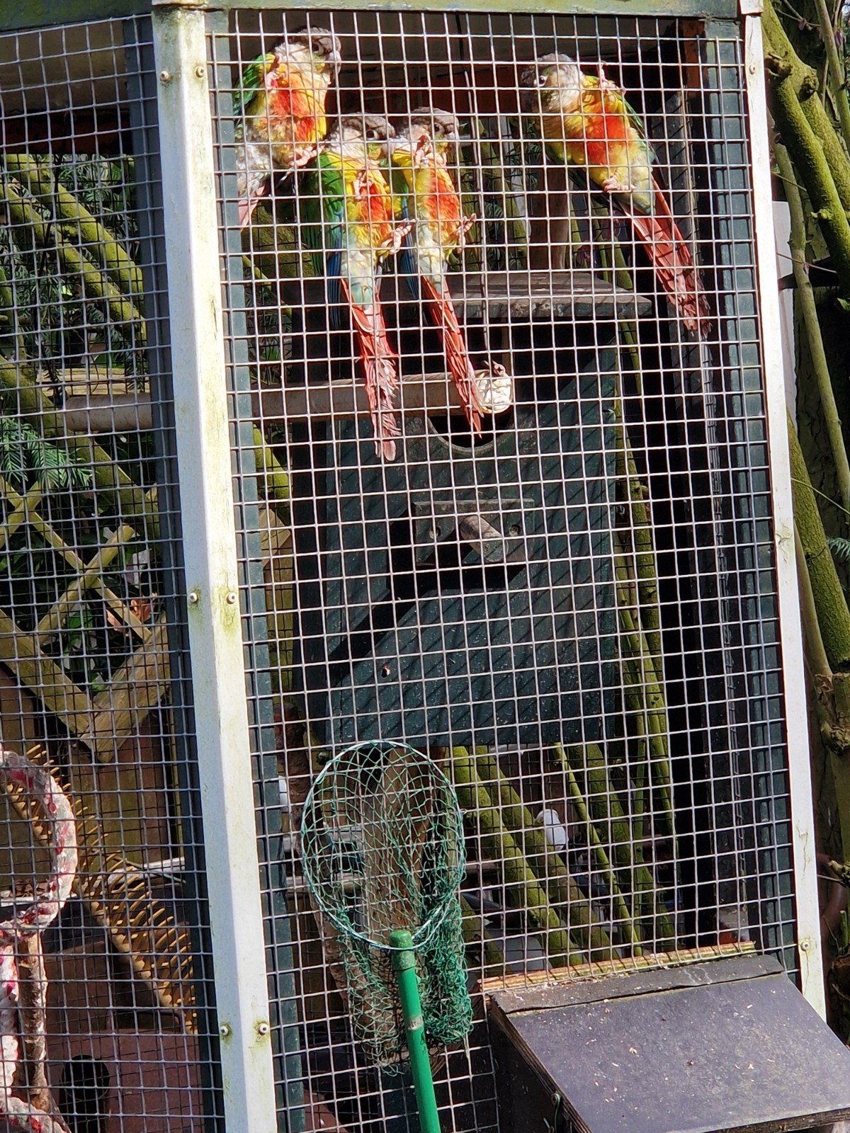 pyrrhura koppel, Meerdere dieren, Parkiet, Geringd
