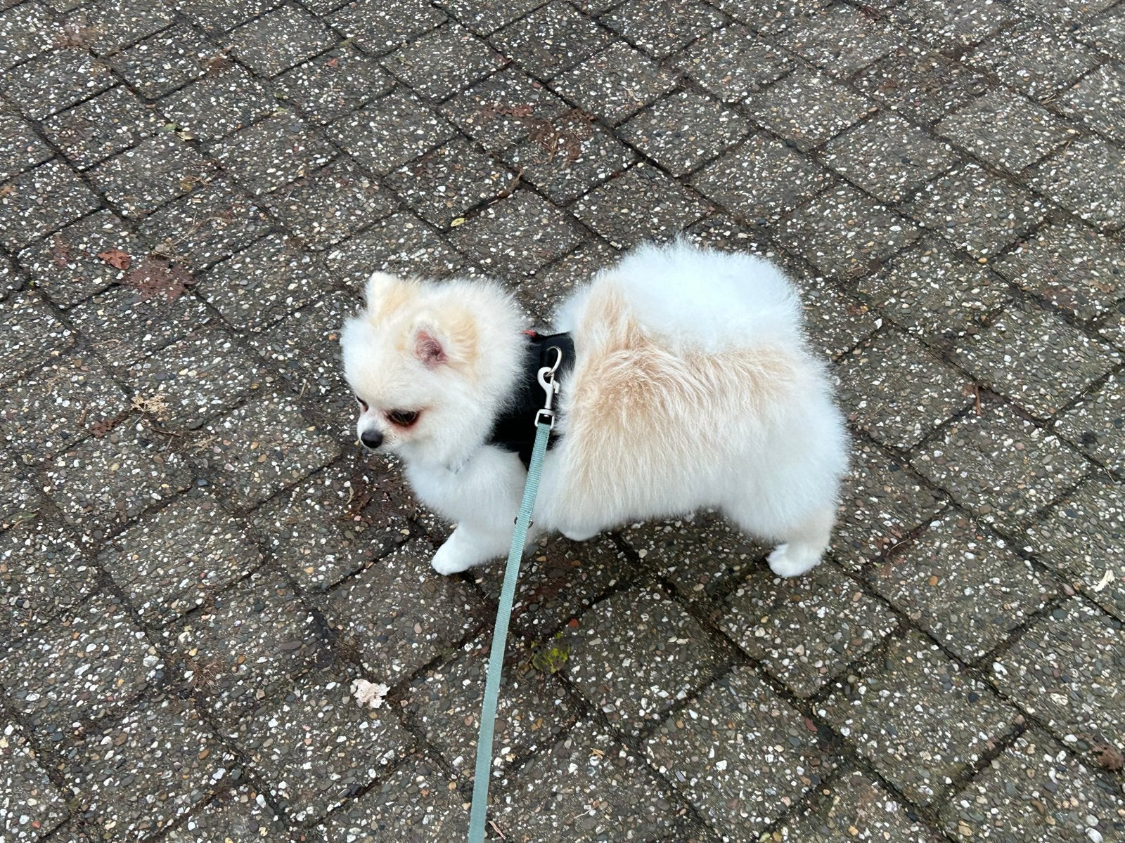 Dekreu pomerian niet te koop, Dieren en Toebehoren, Honden | Chihuahua's en Gezelschapshonden, 1 tot 2 jaar, Eén hond, Nederland