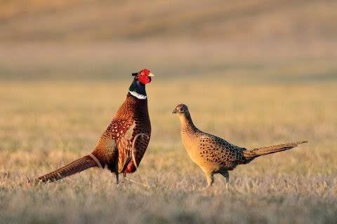 Fazanten te koop., Dieren en Toebehoren, Pluimvee, Meerdere dieren, Overige soorten