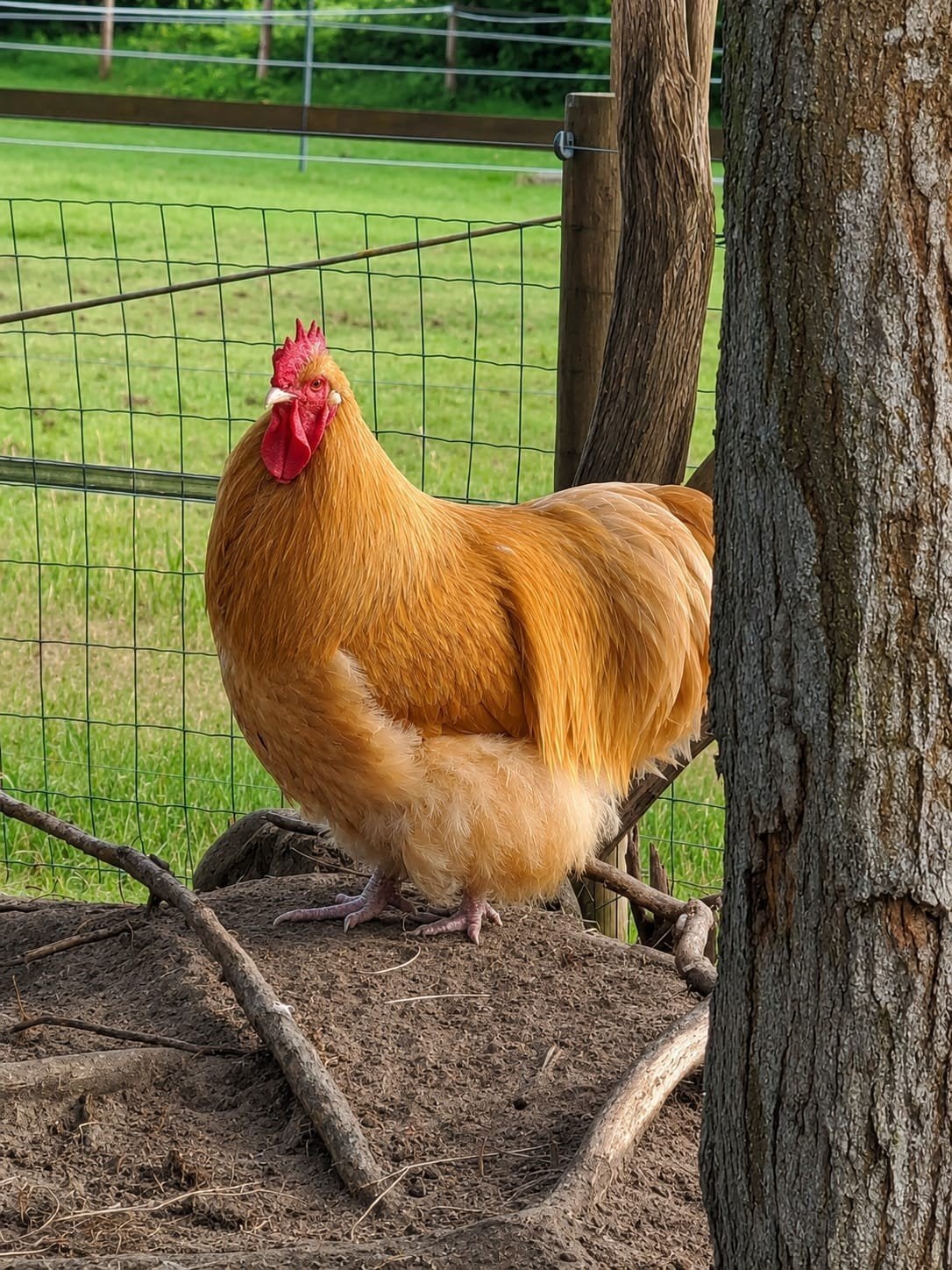 Orpington Buff haan, Mannelijk, Kip
