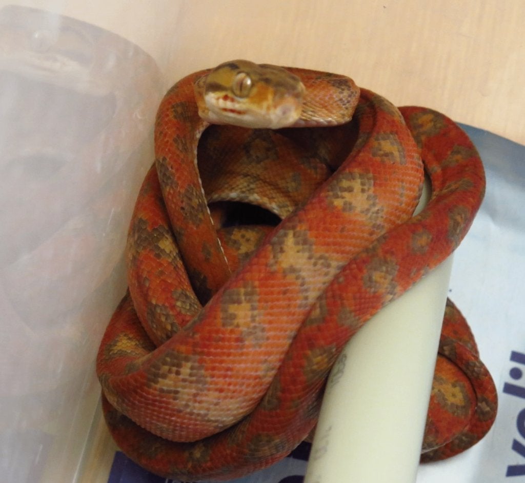 1.1 couples  Corallus hortulanus  red, Dieren en Toebehoren, Slang, 3 tot 6 jaar