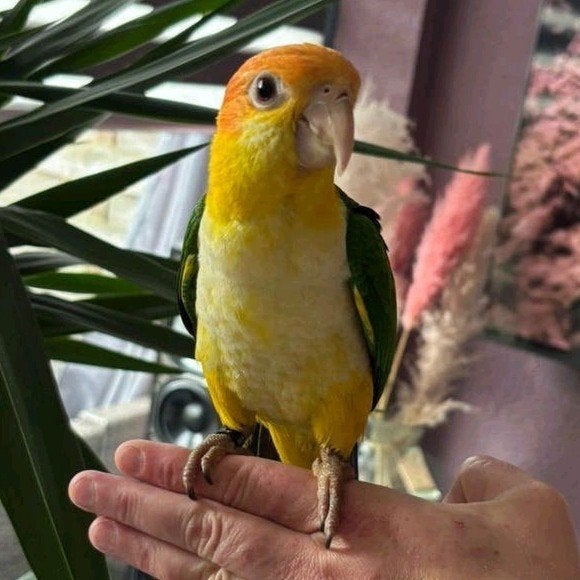 Beschikbaar Prachtige jonge roestkop caiques 17 weken, Dieren en Toebehoren, Vogels | Parkieten en Papegaaien, Meerdere dieren