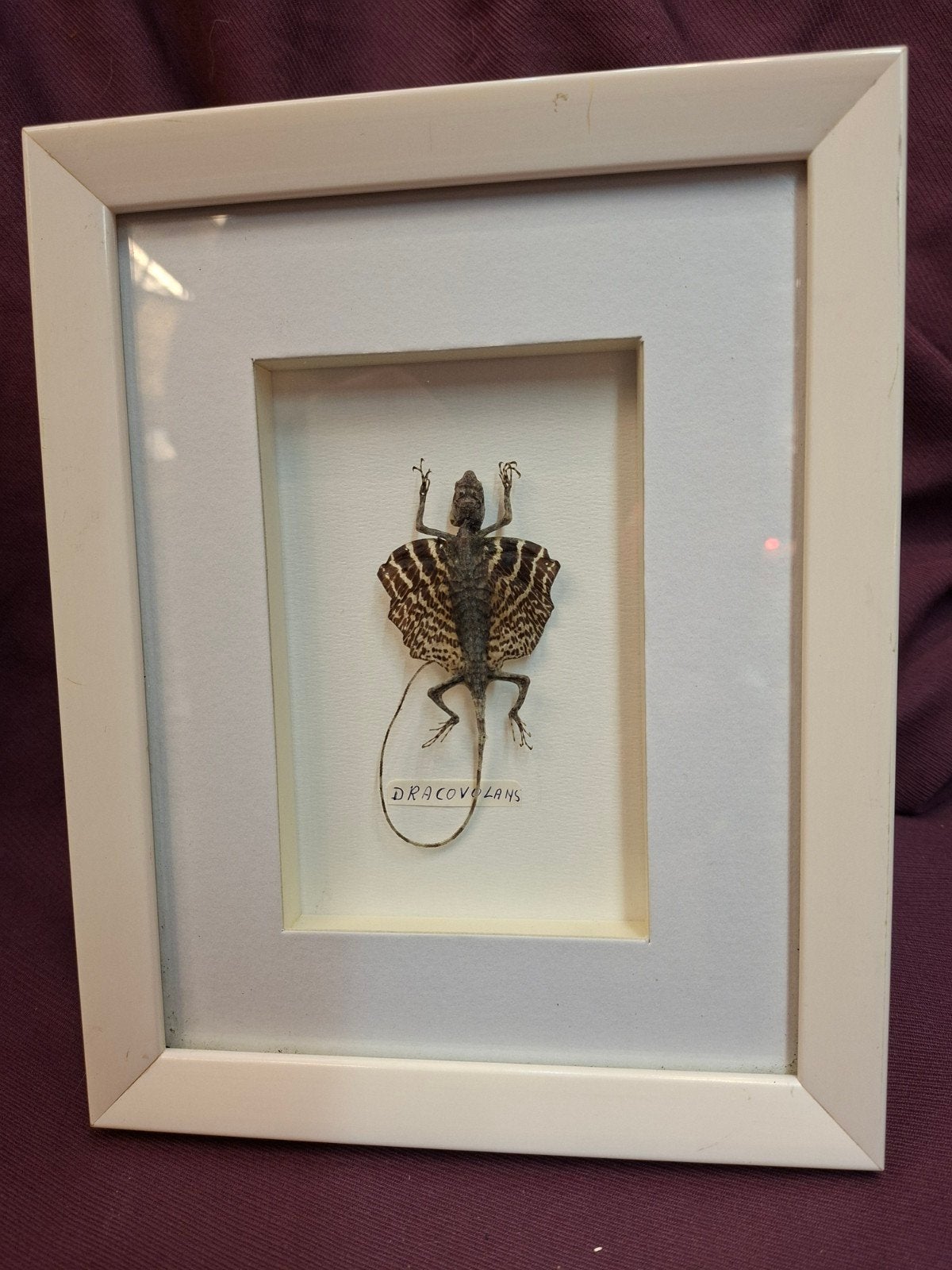 Taxidermie Opgezette Vliegende Draak (Draco Volans) in Lijst, Verzamelen, Ophalen of Verzenden, Gebruikt, Reptiel of Amfibie, Opgezet dier