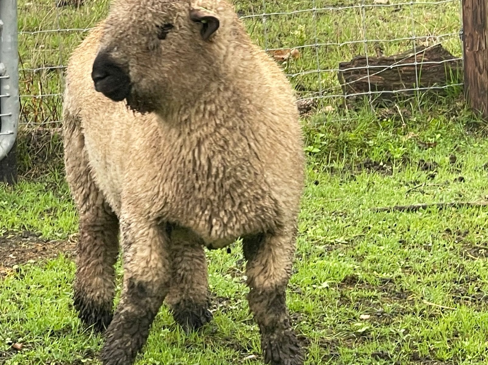 Superieure raszuivere Hampshire-Down ram van 10-01-2026, Dieren en Toebehoren, Mannelijk, Schaap, 0 tot 2 jaar