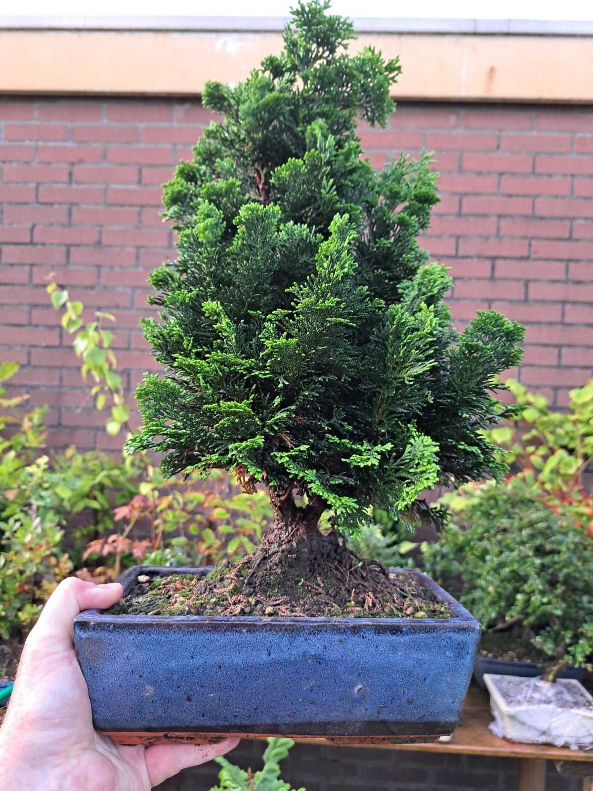 Prachtige Chamaecyparis Bonsai - Ideaal voor elke liefhebber, Ophalen of Verzenden