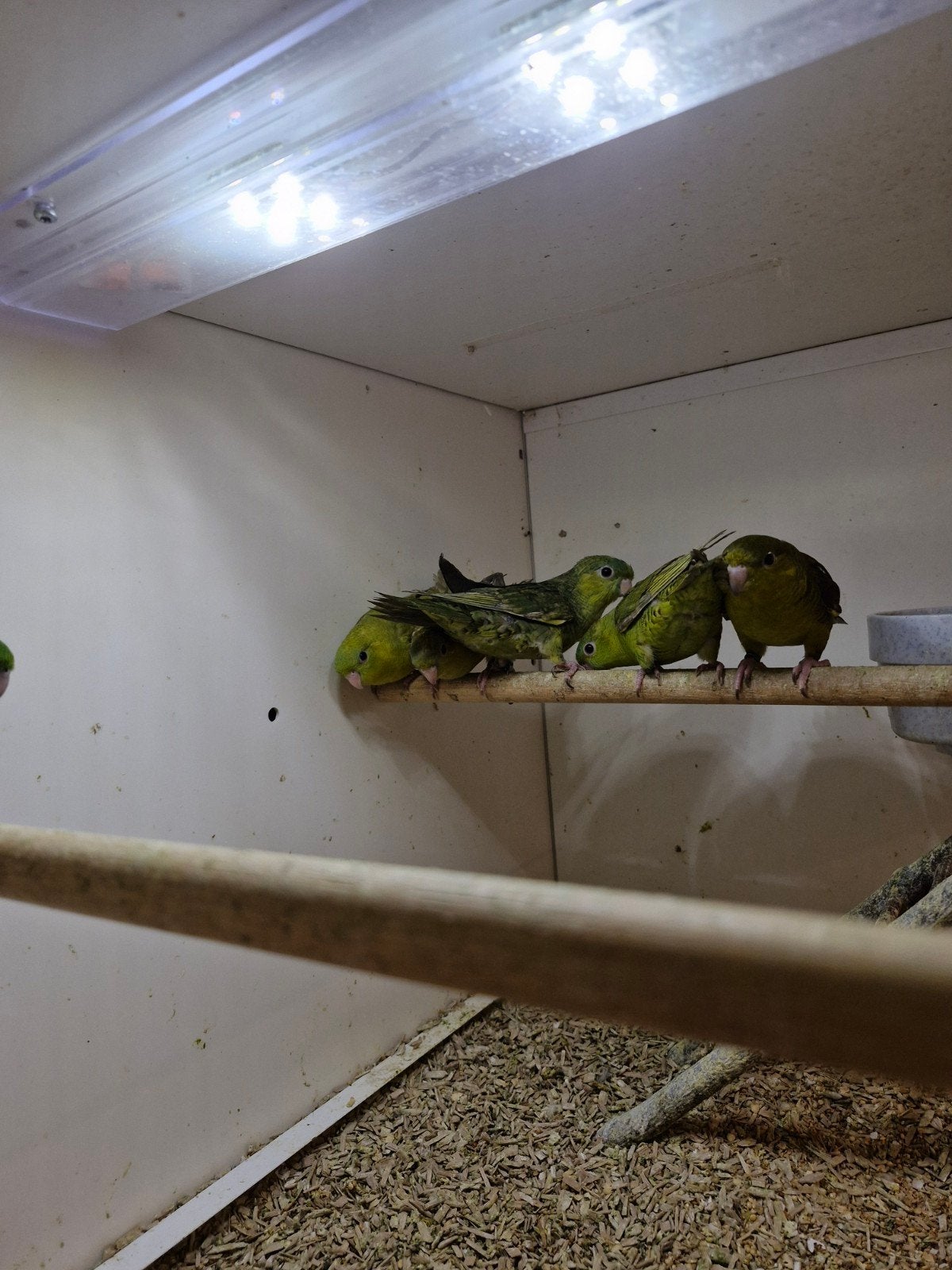 6 catharina parkieten, Meerdere dieren, Parkiet