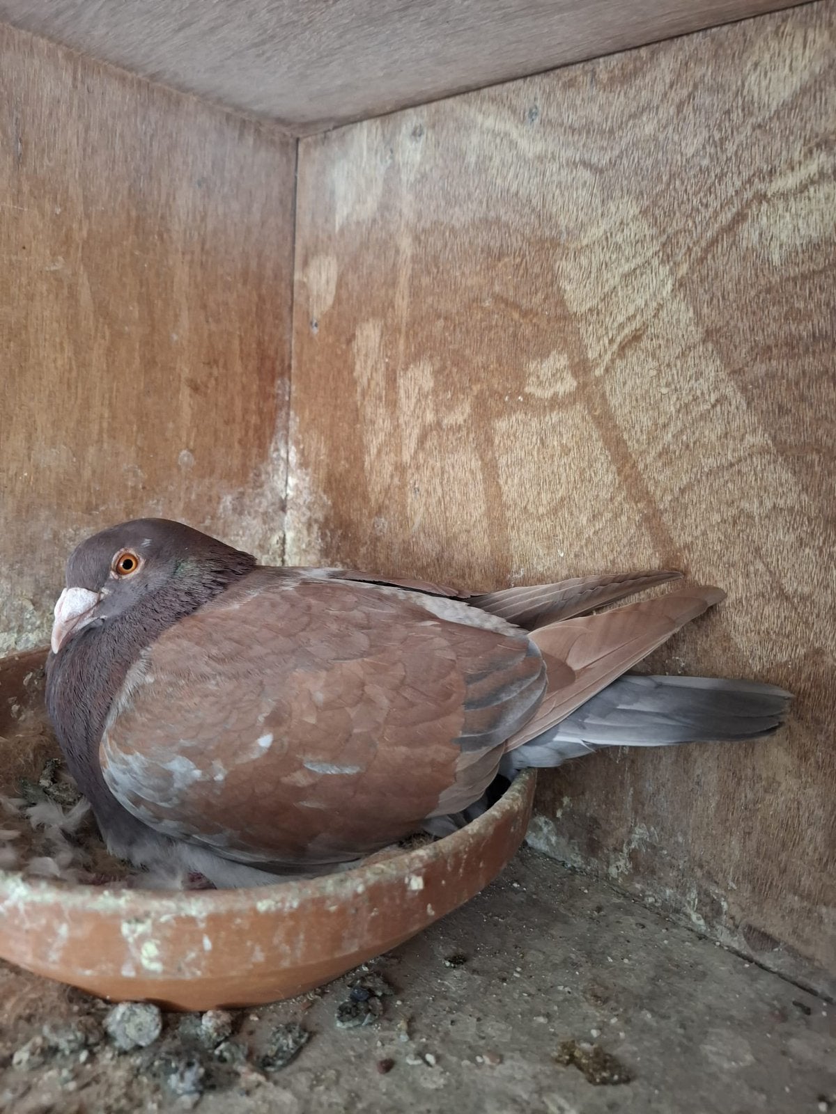 Mooi koppel Kleurpostduiven amber, Dieren en Toebehoren, Vogels | Duiven, Meerdere dieren, Overige soorten