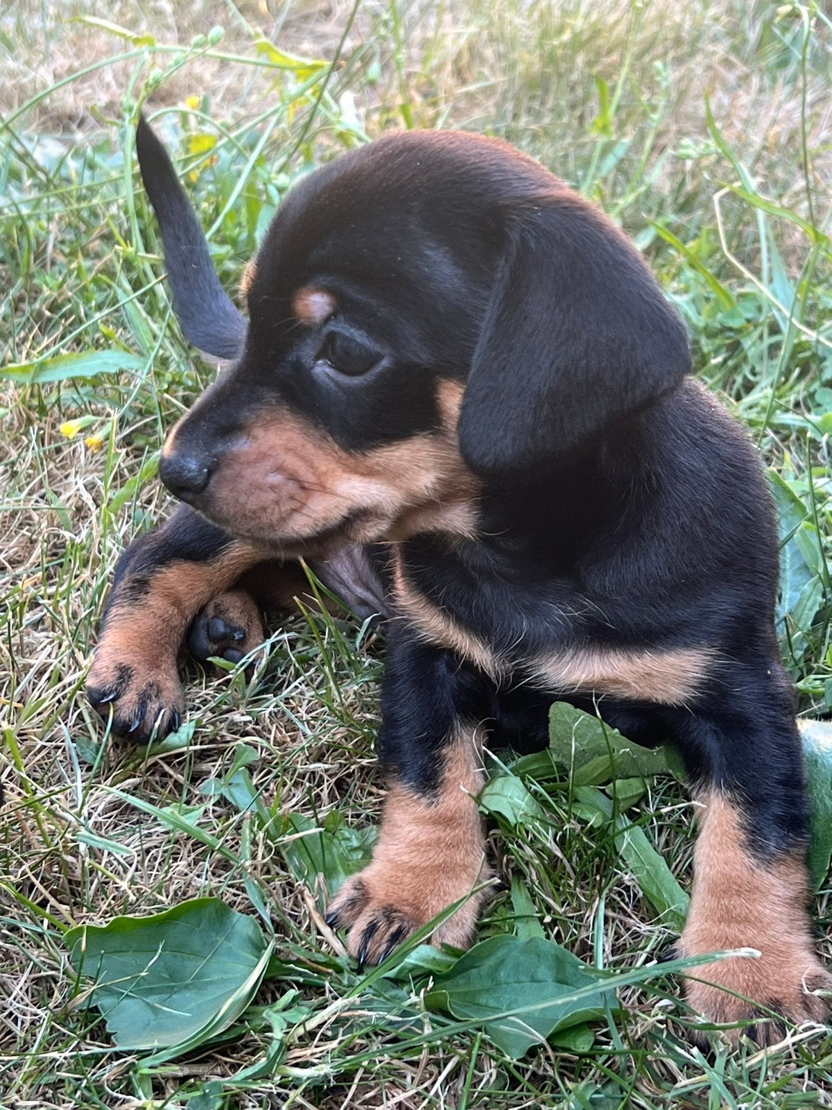 Teckel pup reutje, Reu, 8 tot 15 weken, Korthaar, Dwerg