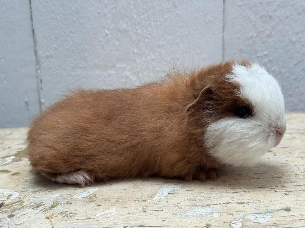 Ch teddy beertje, Cavia, Mannelijk, Mei, Tam