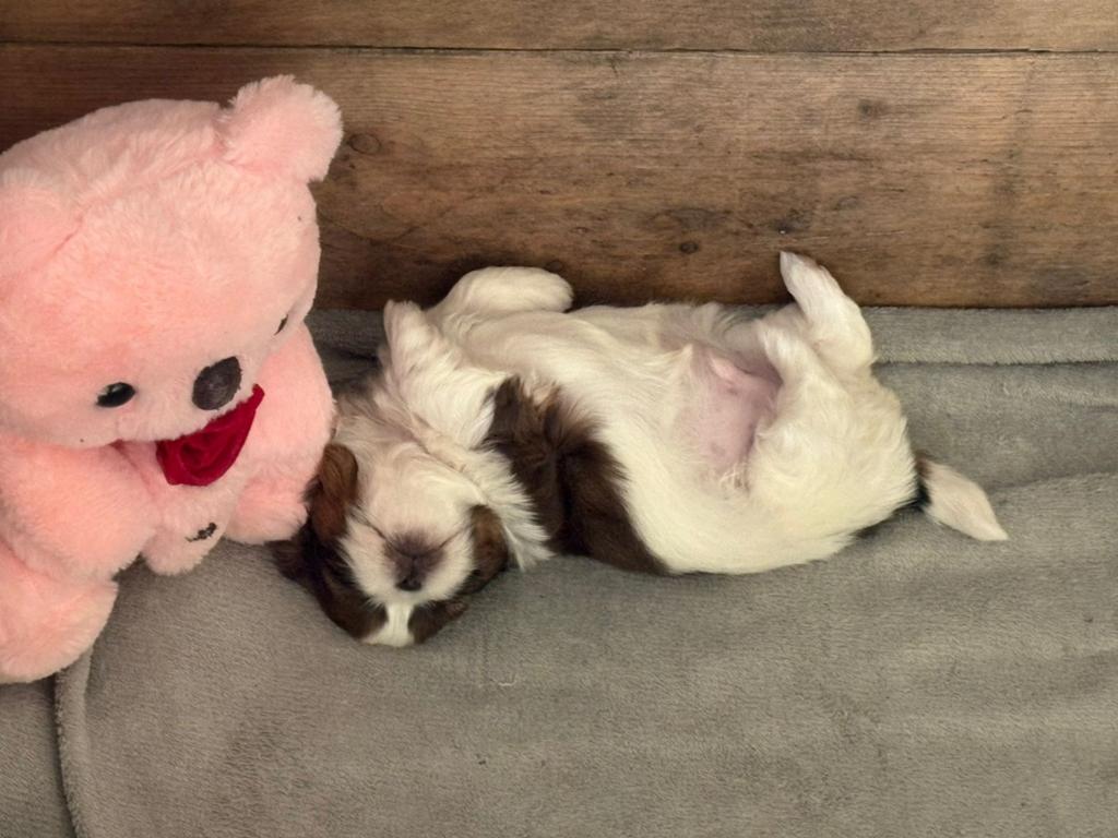 Lieve Shih-Tzu puppies, Dieren en Toebehoren, Overige rassen, 8 tot 15 weken, Parvo, Meerdere
