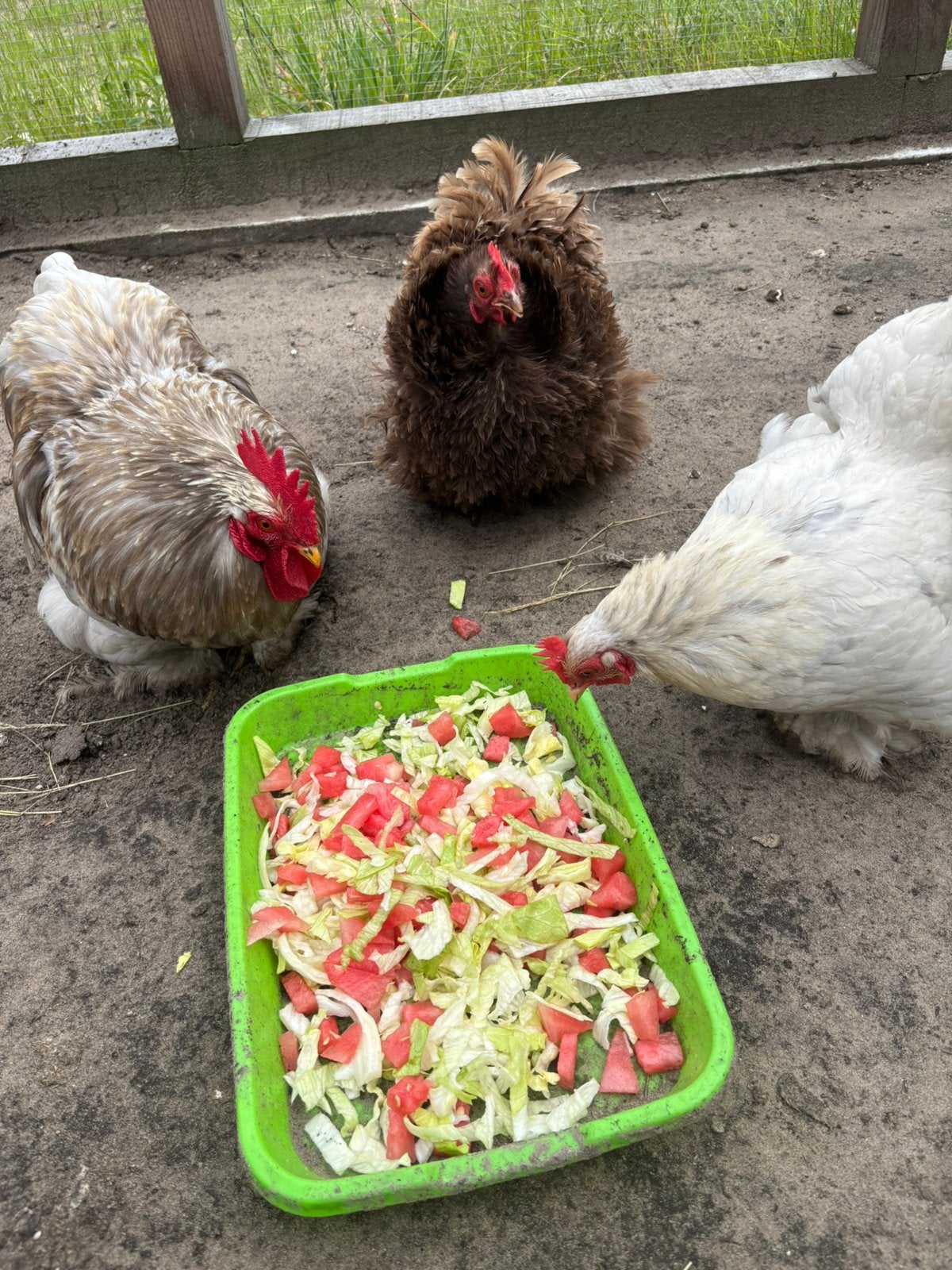 Broedeieren raszuivere Cochins, Dieren en Toebehoren, Geslacht onbekend, Kip