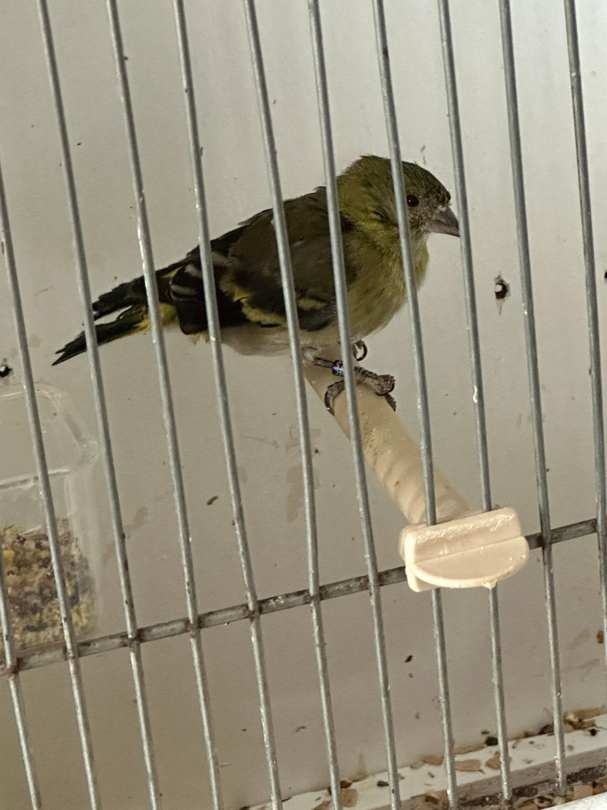 zwartkopsijs pop, Dieren en Toebehoren, Vrouwelijk, Geringd