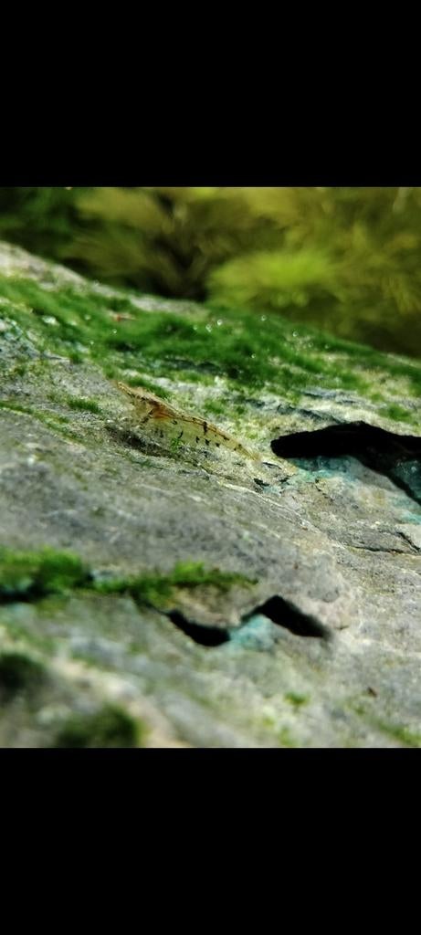 Neocaridina garnalen (wildkleur) – €5 per 10 stuks