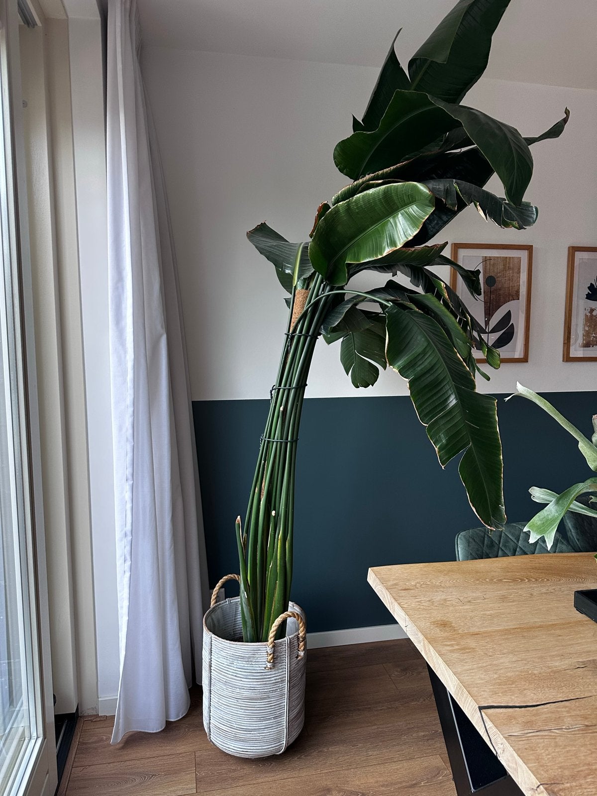 Grote Strelitzia Nicolai (Paradijsvogelplant) inclusief pot, Huis en Inrichting, Kamerplanten, Ophalen, In pot, Halfschaduw, 200 cm of meer