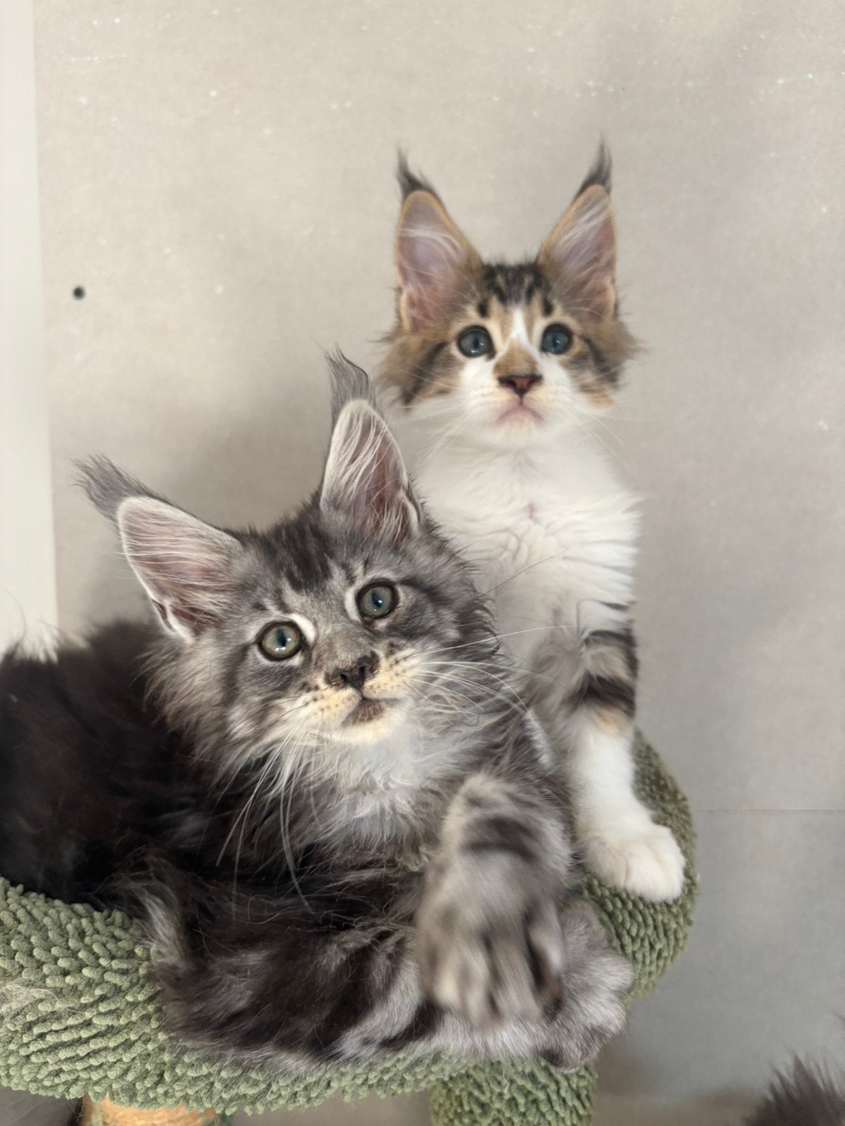 Prachtige Maine Coon katertjes zoeken een gouden mandje, Dieren en Toebehoren, Kater, Ontwormd