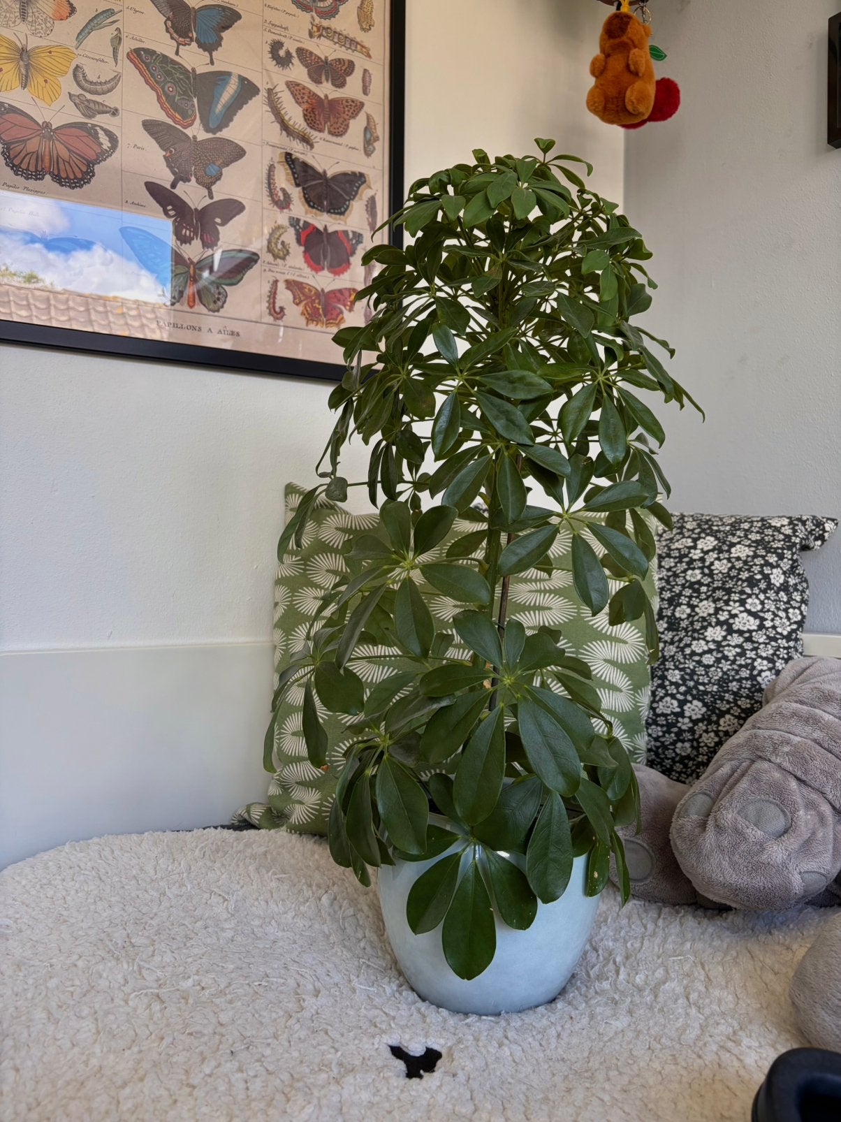 Mooie Schefflera/ Vingerplant (excl. pot), Huis en Inrichting, Ophalen, Halfschaduw, Minder dan 100 cm