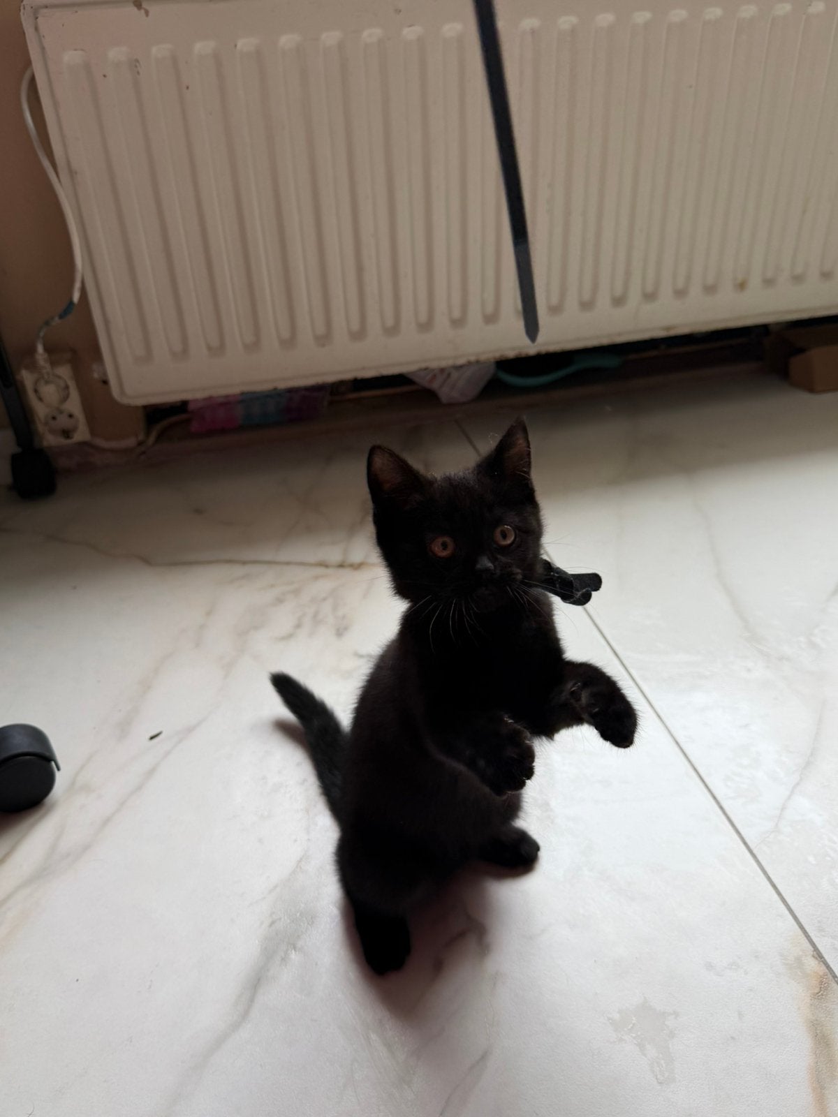 Foto 4 van Britse korthaar kittens