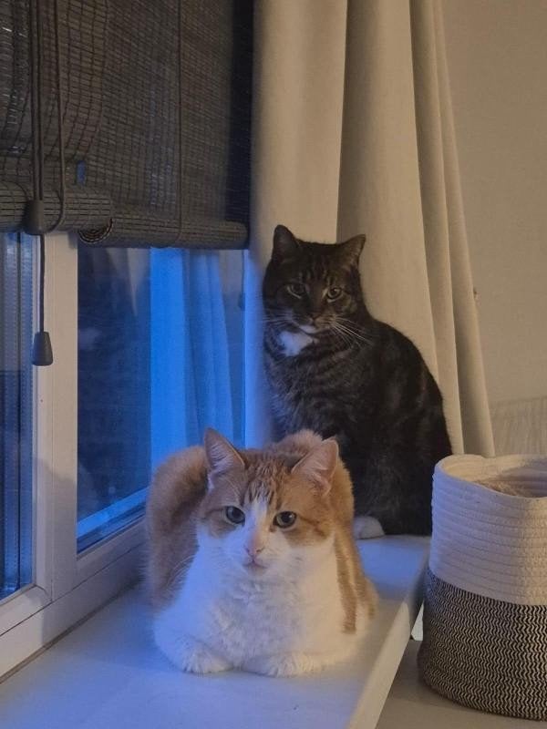 Sem & Jace, Meerdere dieren, Kortharig, 6 jaar of ouder